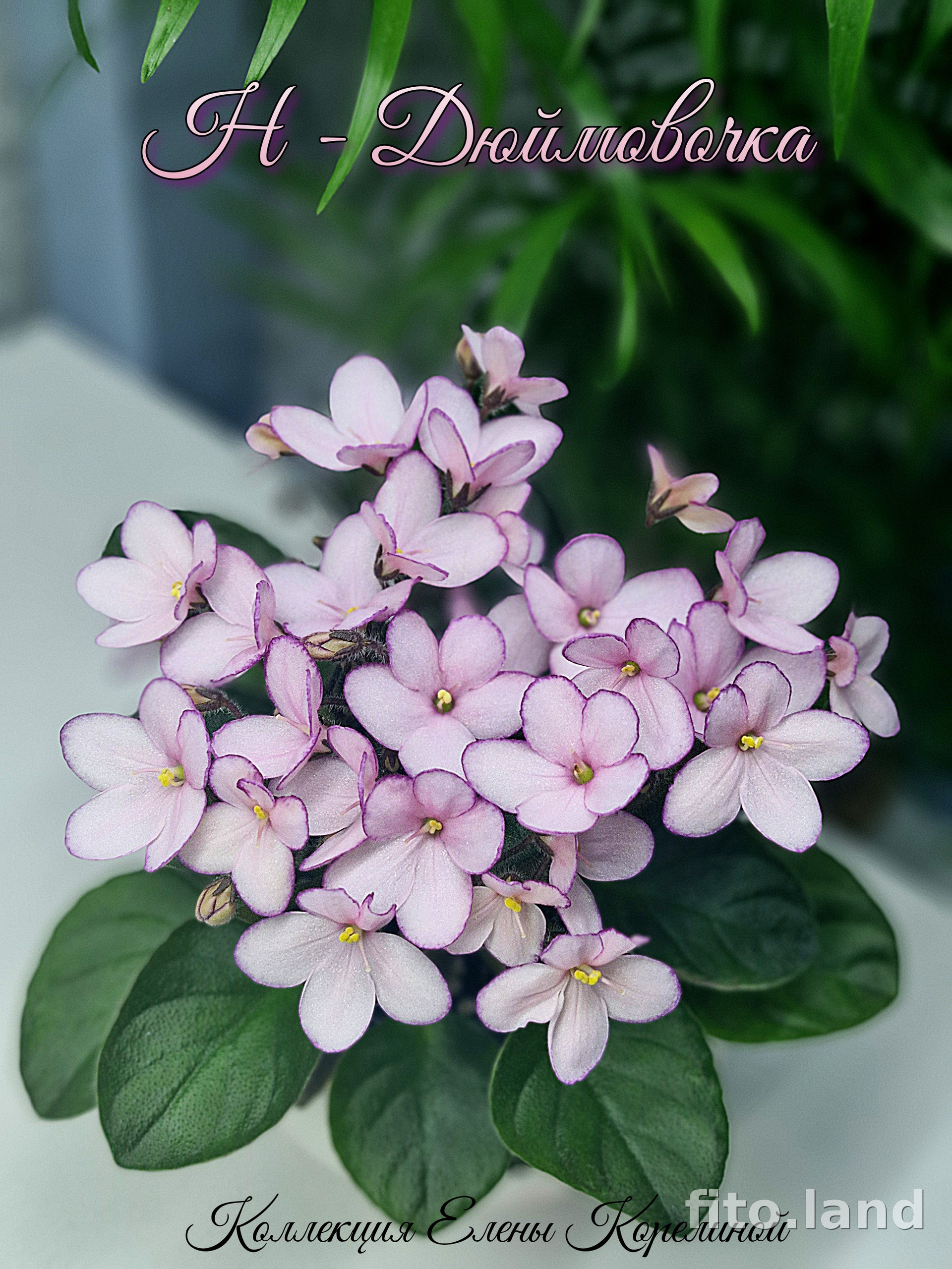 Фиалка Н-Дюймовочка, фото