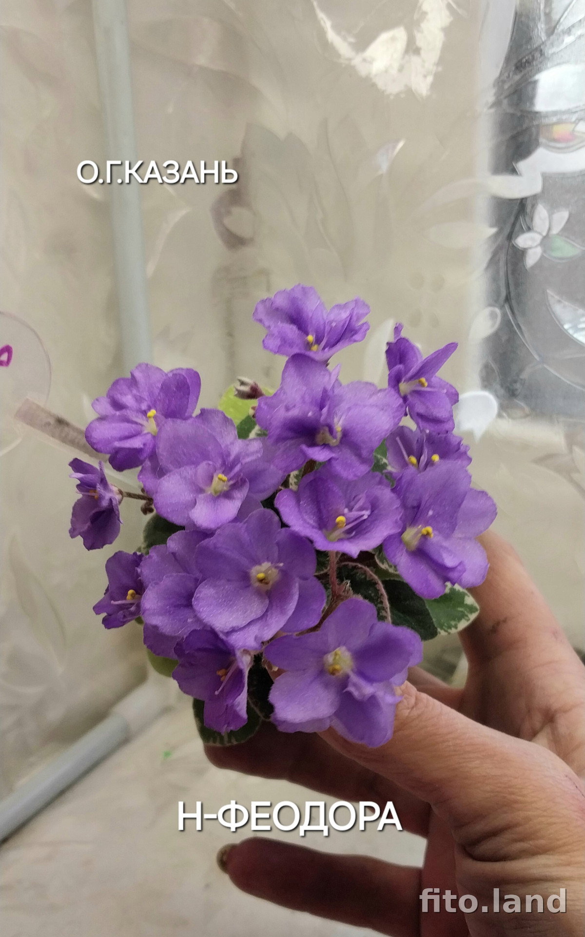 Фиалка Н-Феодора, фото