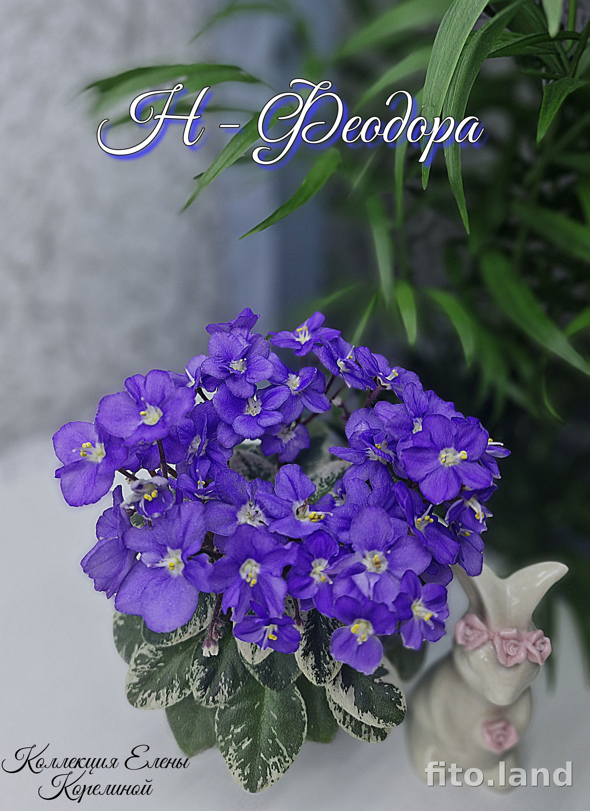 Фиалка Н-Феодора, фото