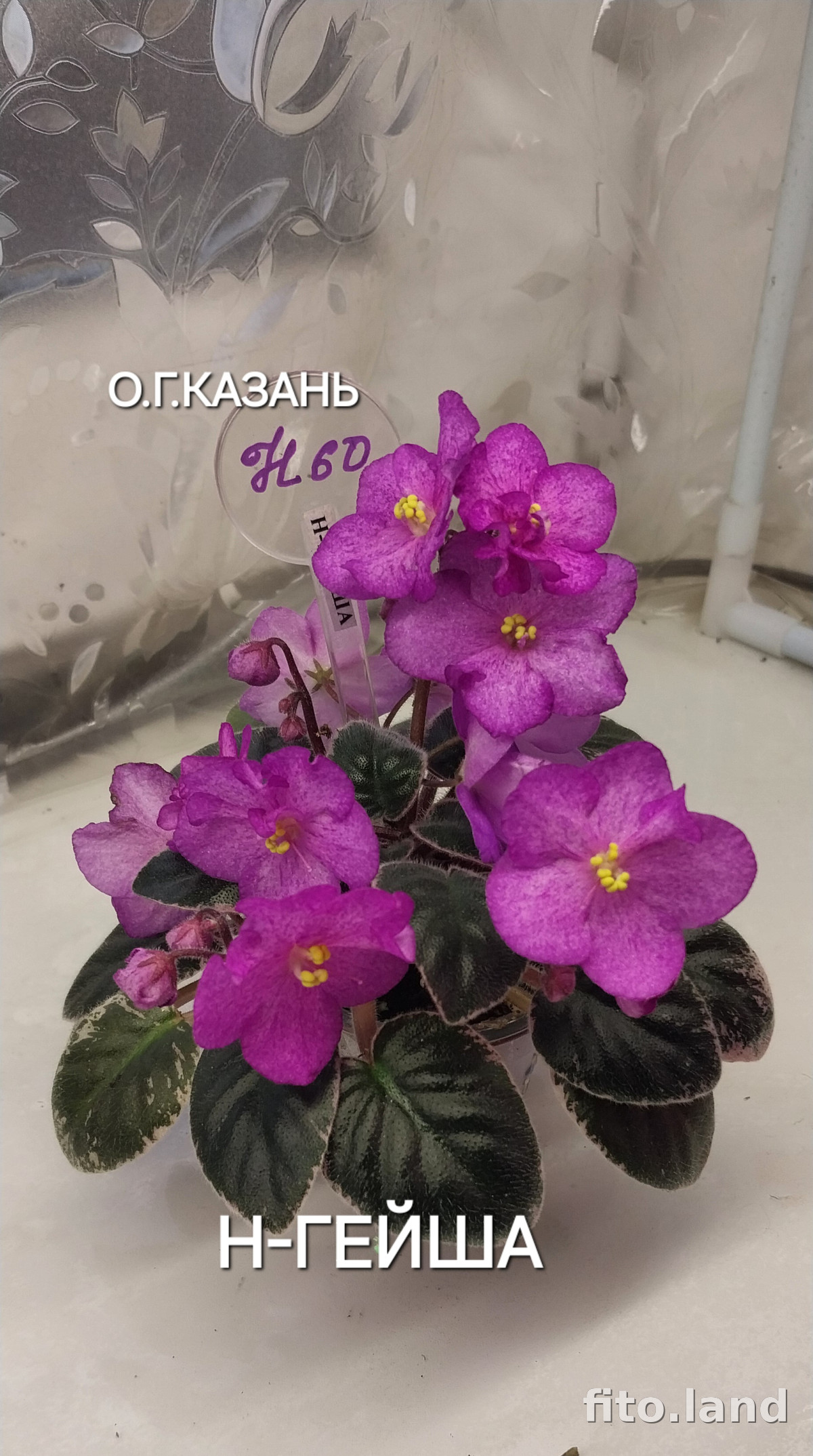 Фиалка Н-Гейша, фото