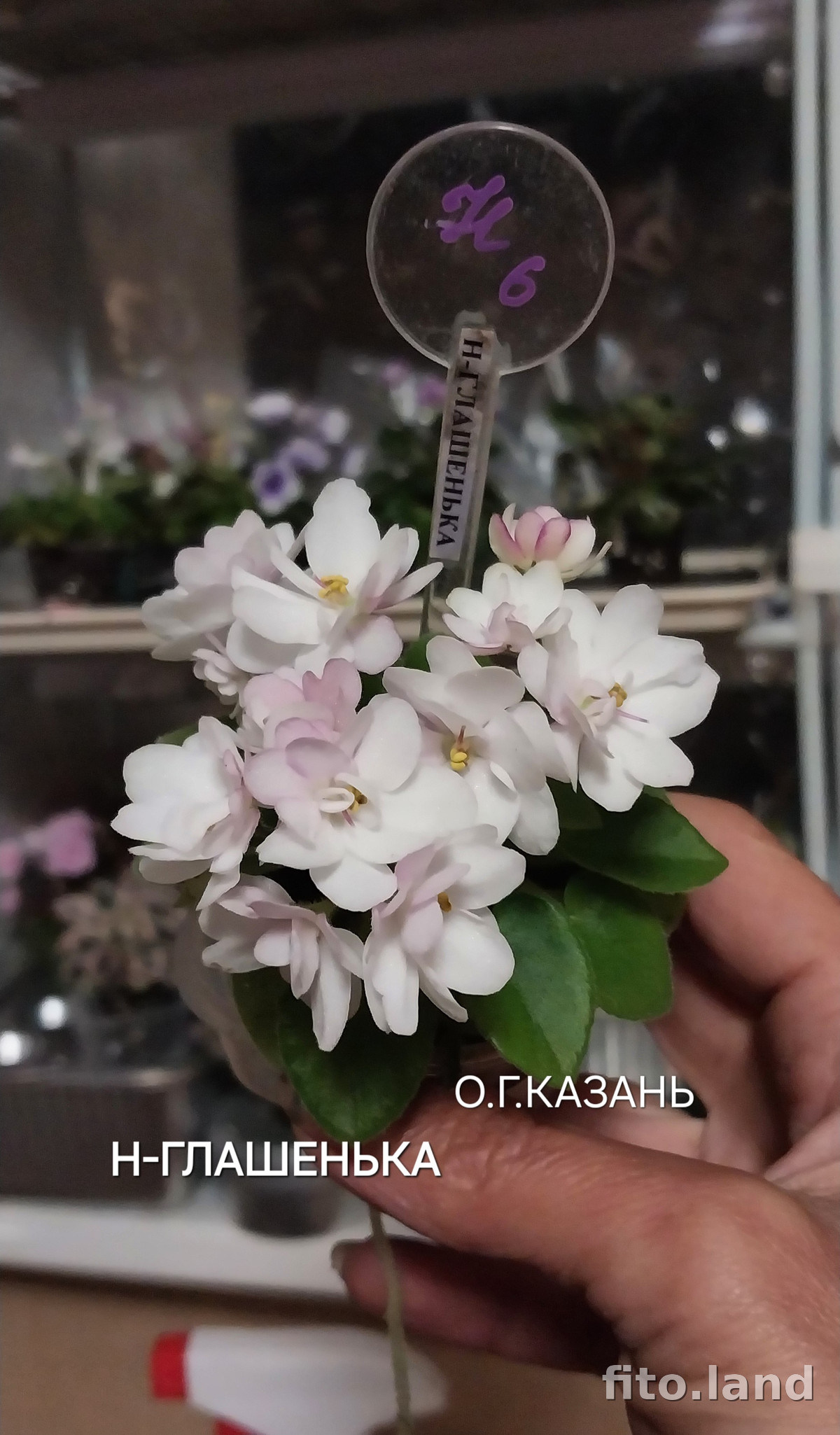 Фиалка Н-Глашенька, фото