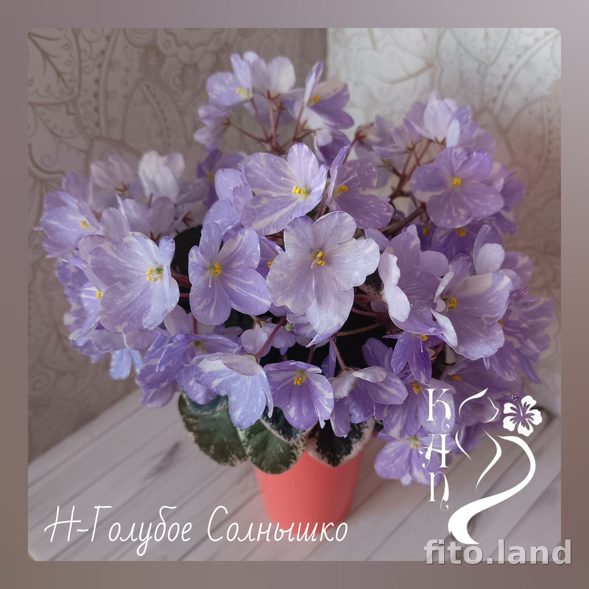 Фиалка Н-Голубое Солнышко, фото