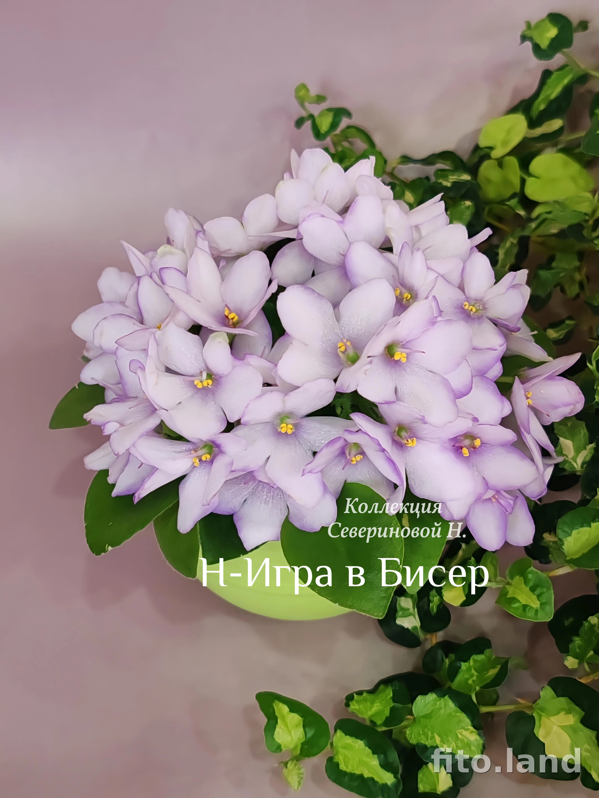 Фиалка Н-Игра в Бисер, фото