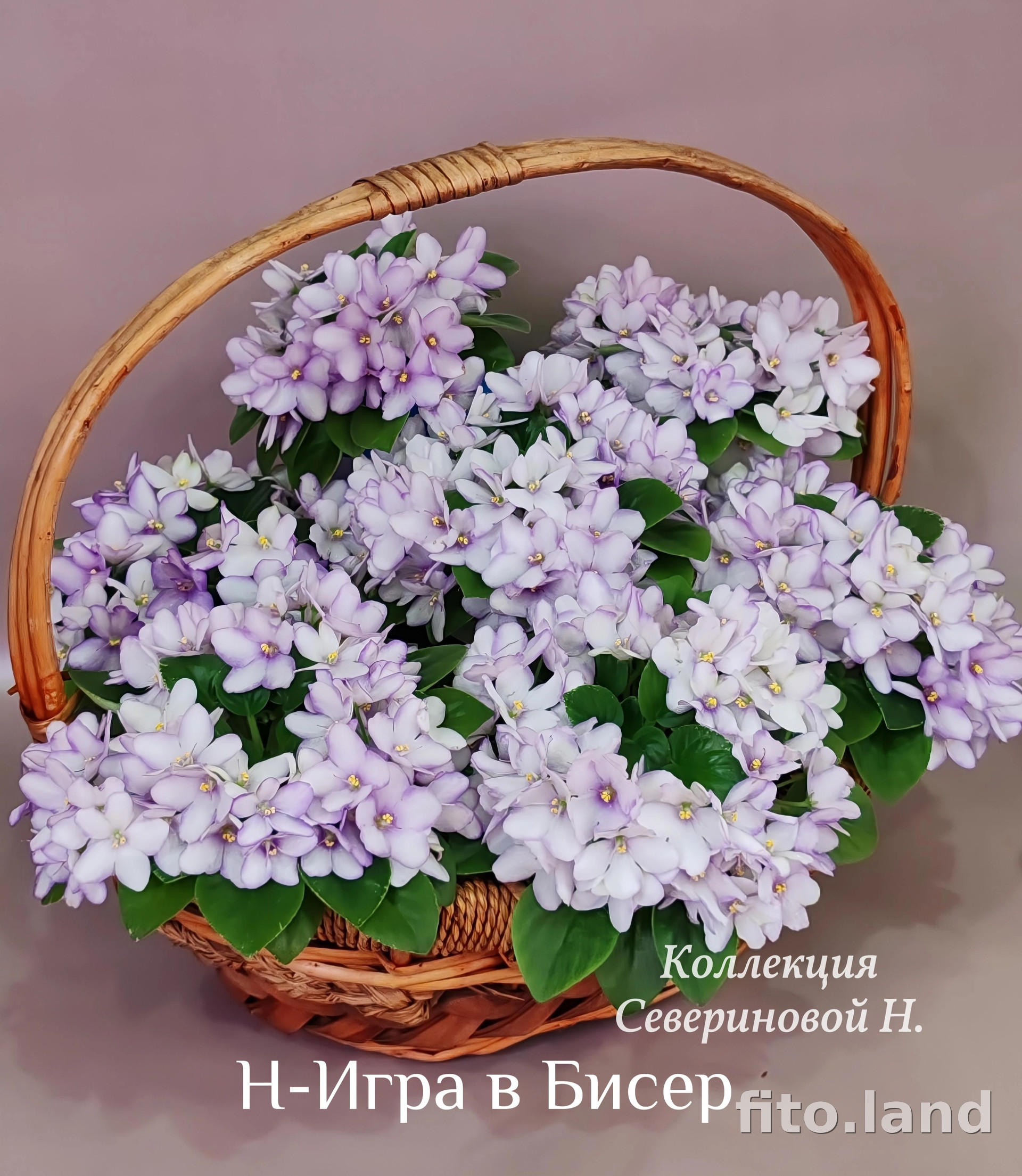Фиалка Н-Игра в Бисер, фото