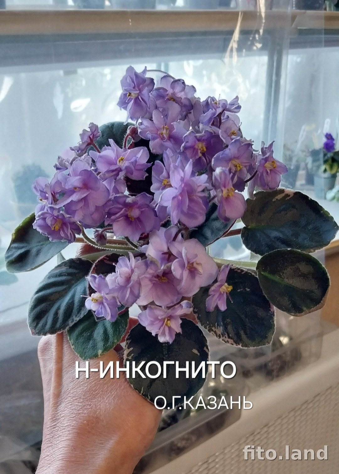 Фиалка Н-Инкогнито, фото