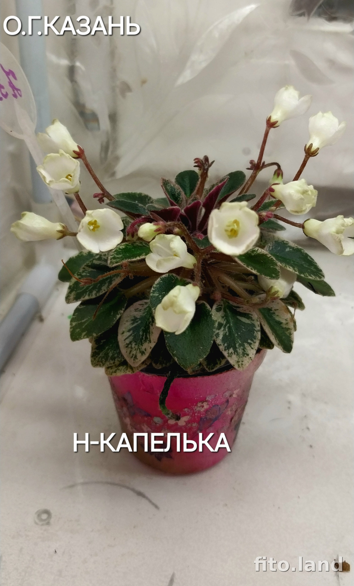 Фиалка Н-Капелька, фото