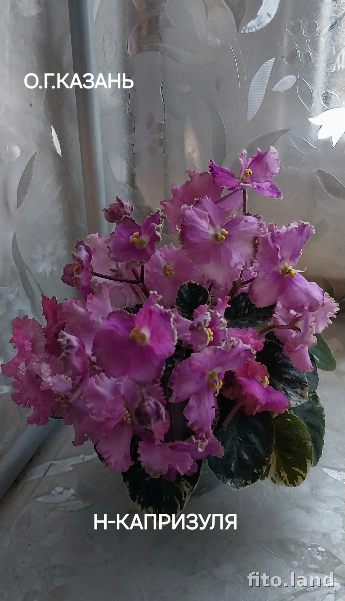 Фиалка Н-Капризуля, фото