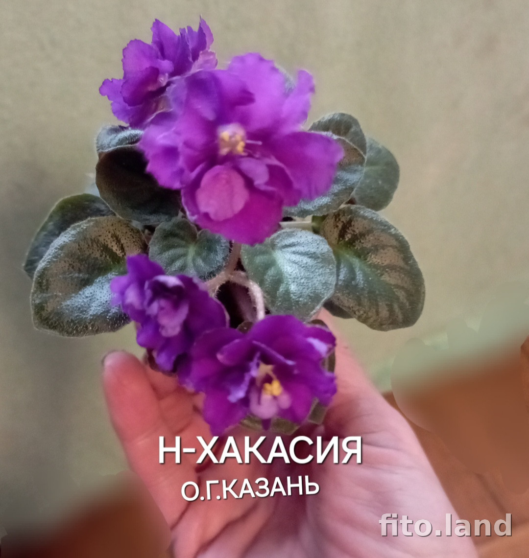 Фиалка Н-Хакасия, фото