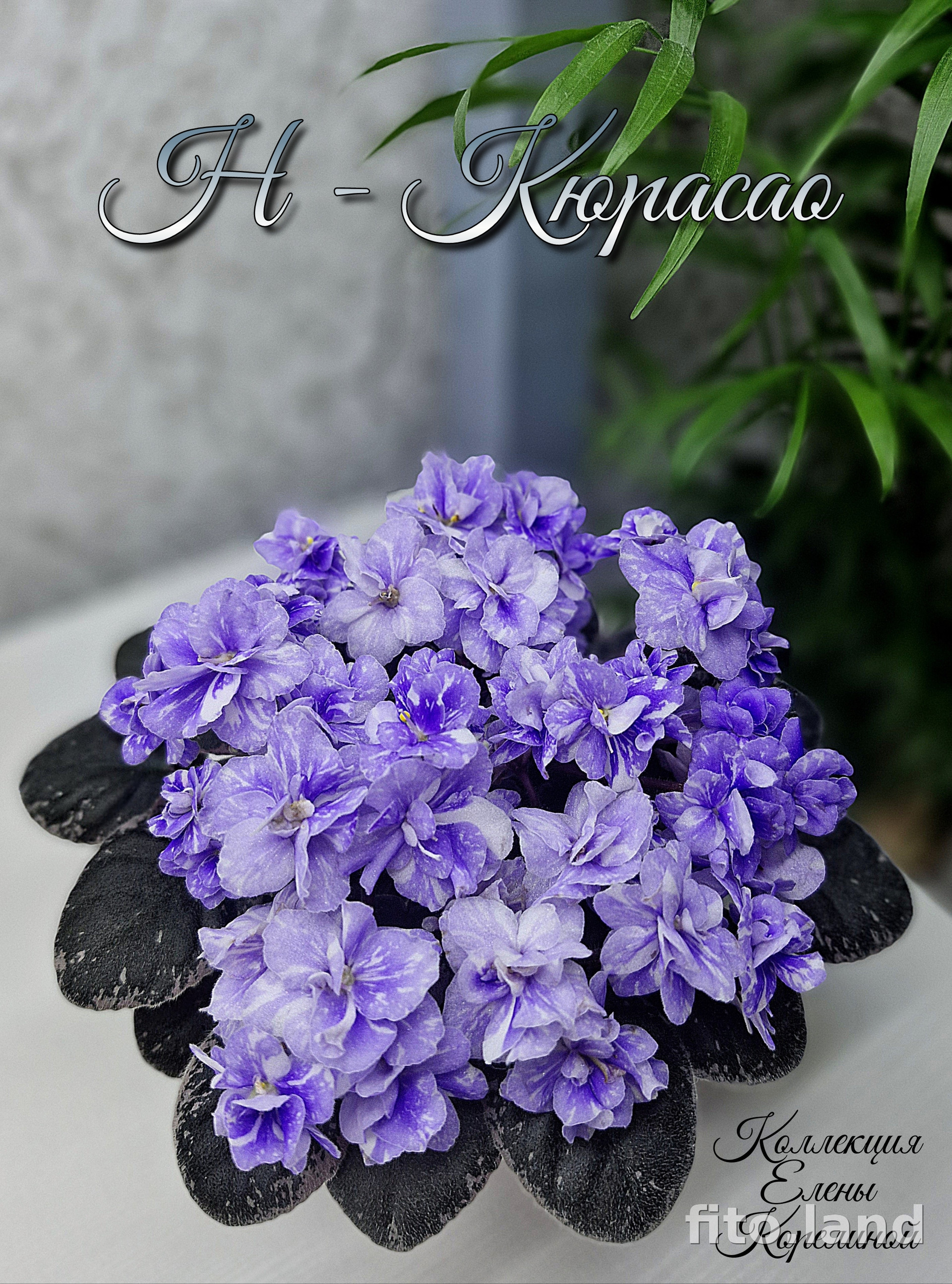 Фиалка Н-Кюрасао, фото