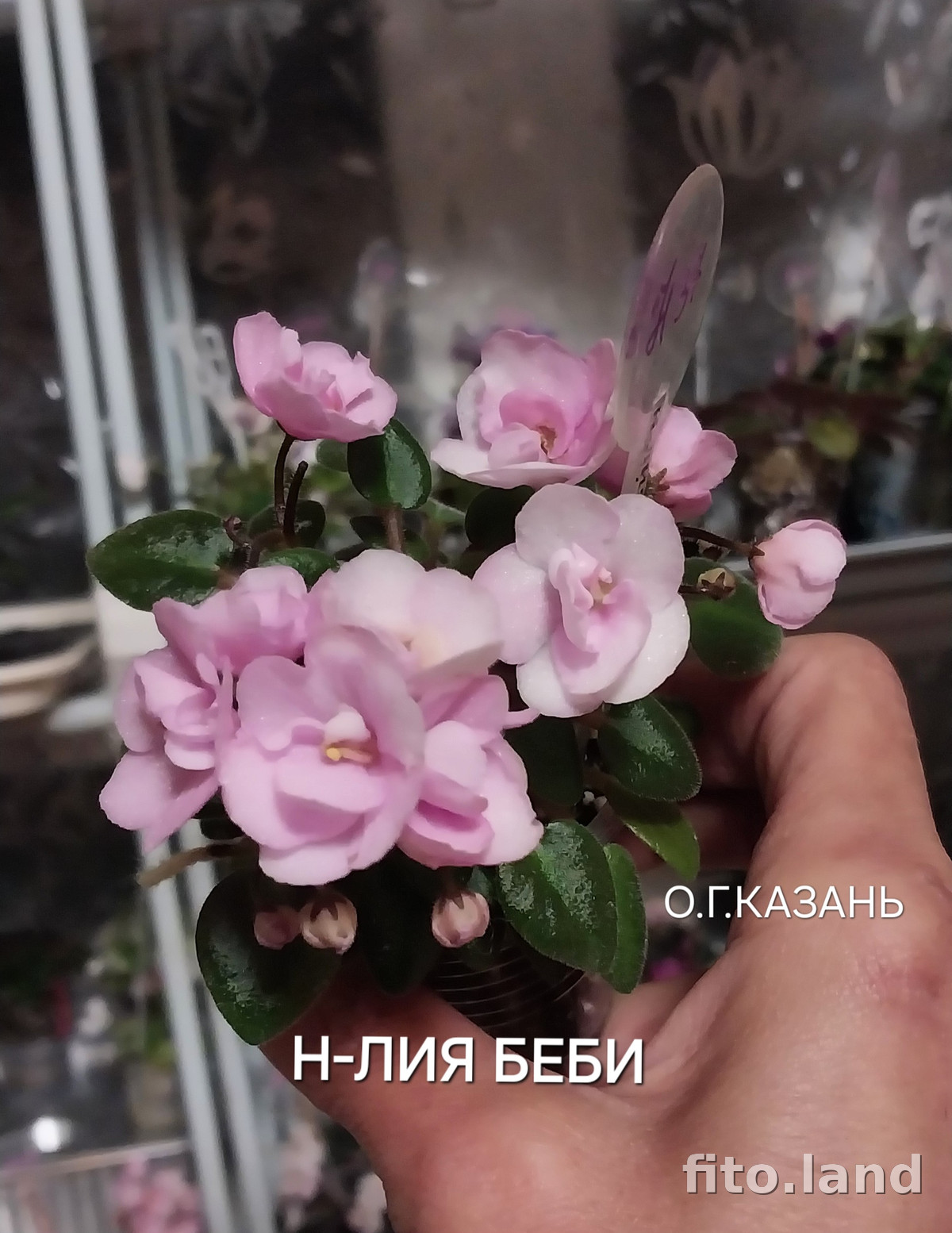 Фиалка Н-Лия Беби, фото