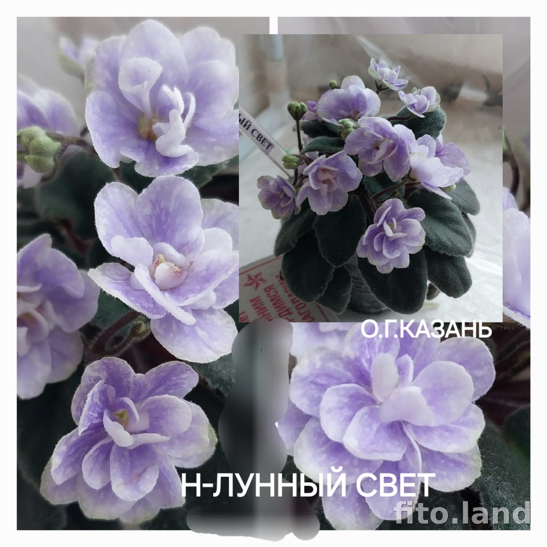 Фиалка Н-Лунный Свет, фото