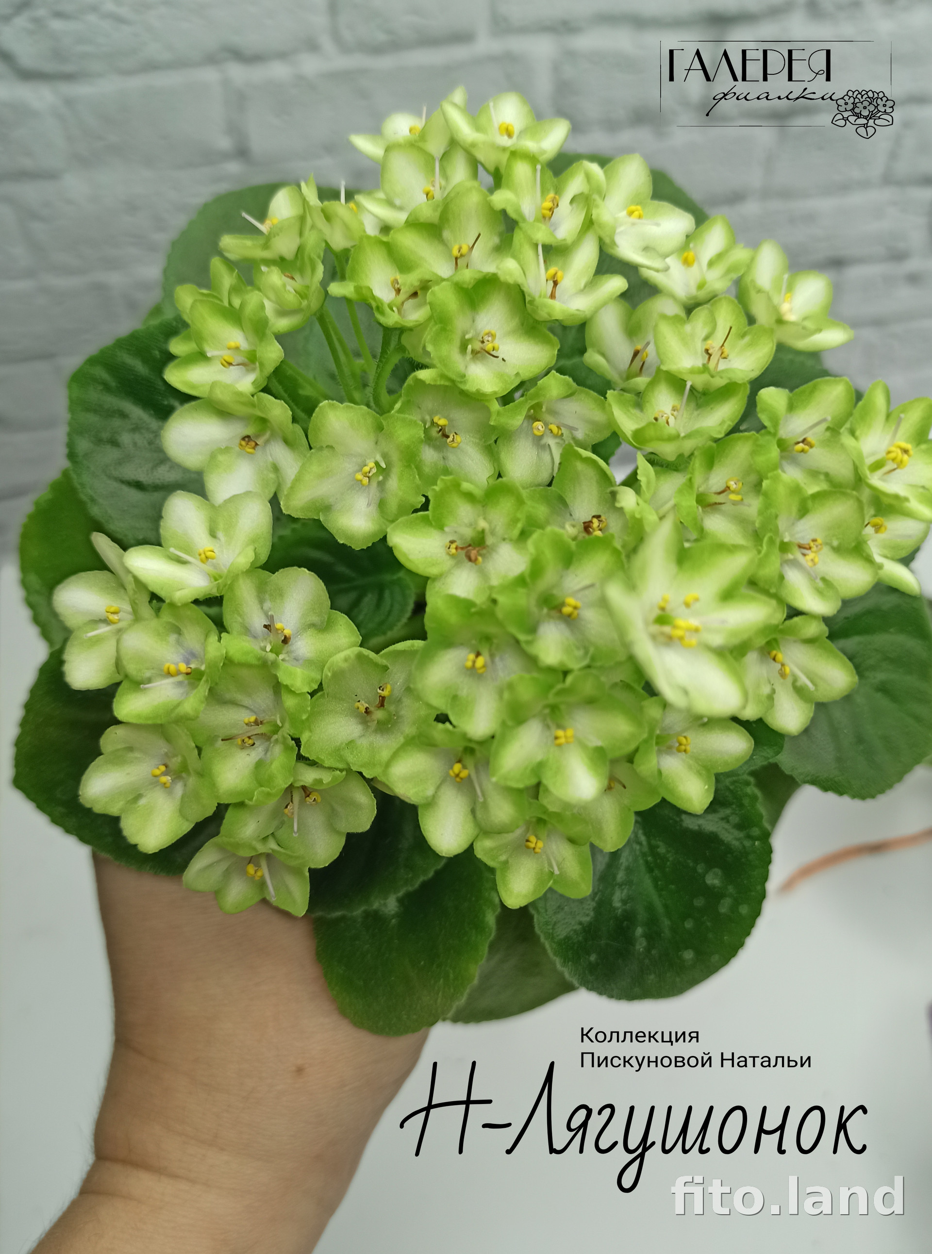 Фиалка Н-Лягушонок, фото