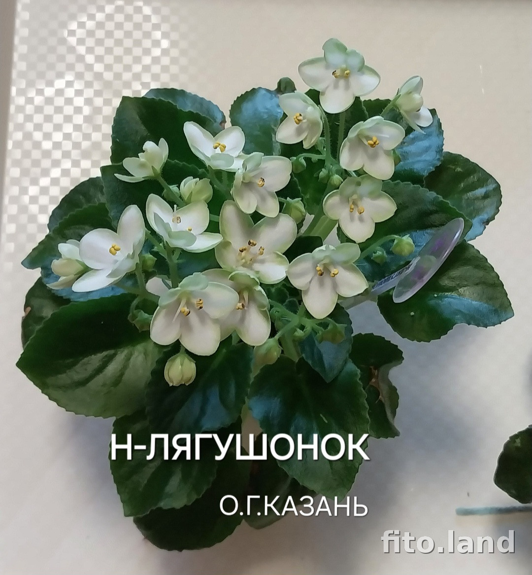 Фиалка Н-Лягушонок, фото