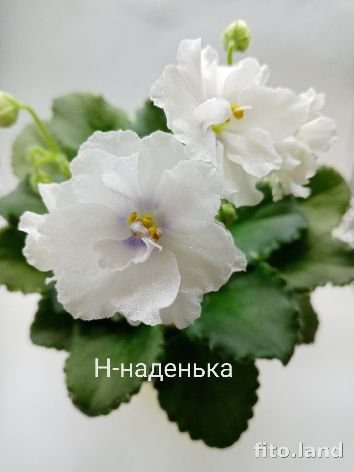Фиалка Н-Наденька, фото