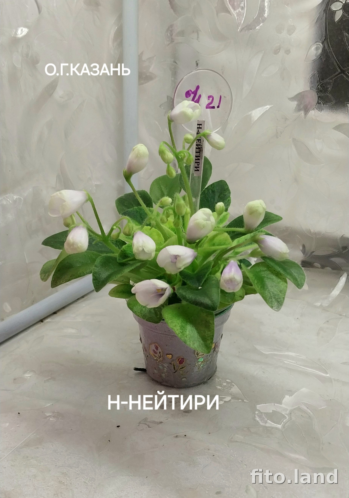 Фиалка Н-Нейтири, фото