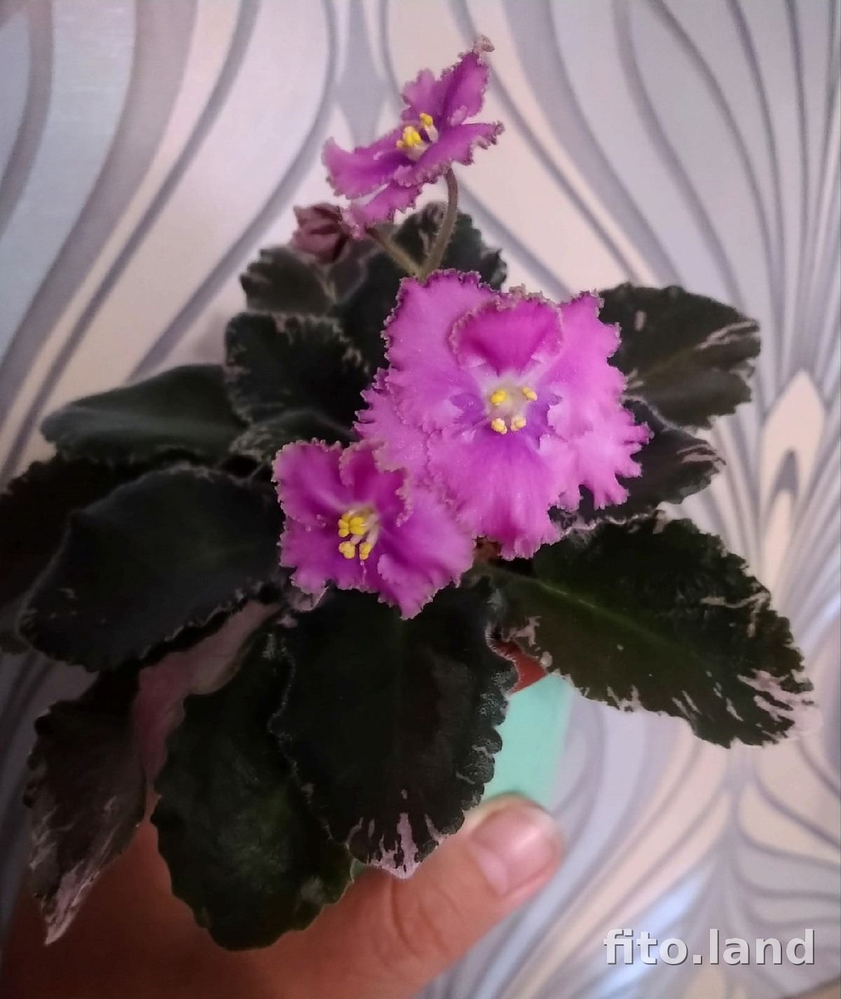 Фиалка Н-Пасодобль, фото