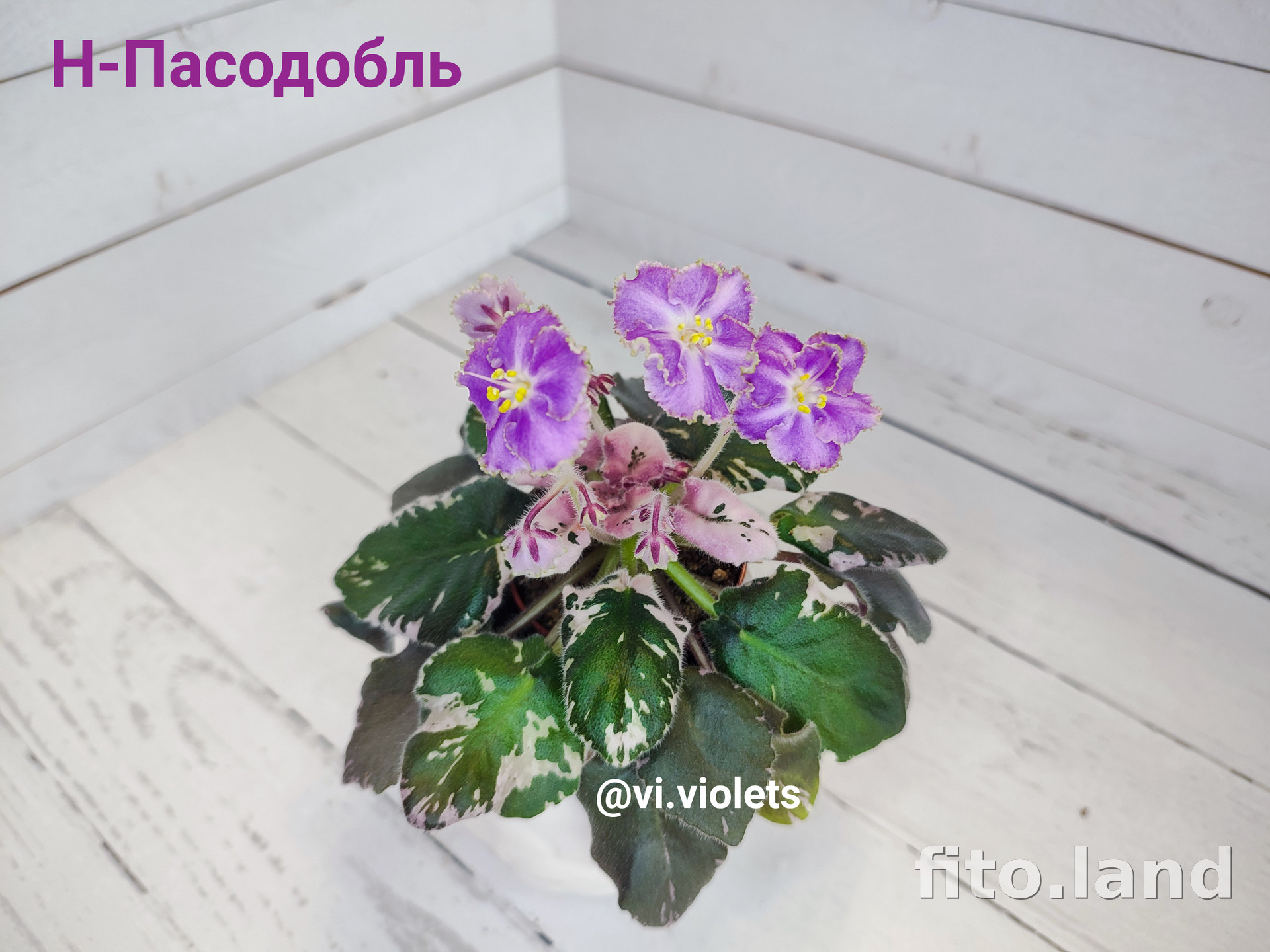 Фиалка Н-Пасодобль, фото