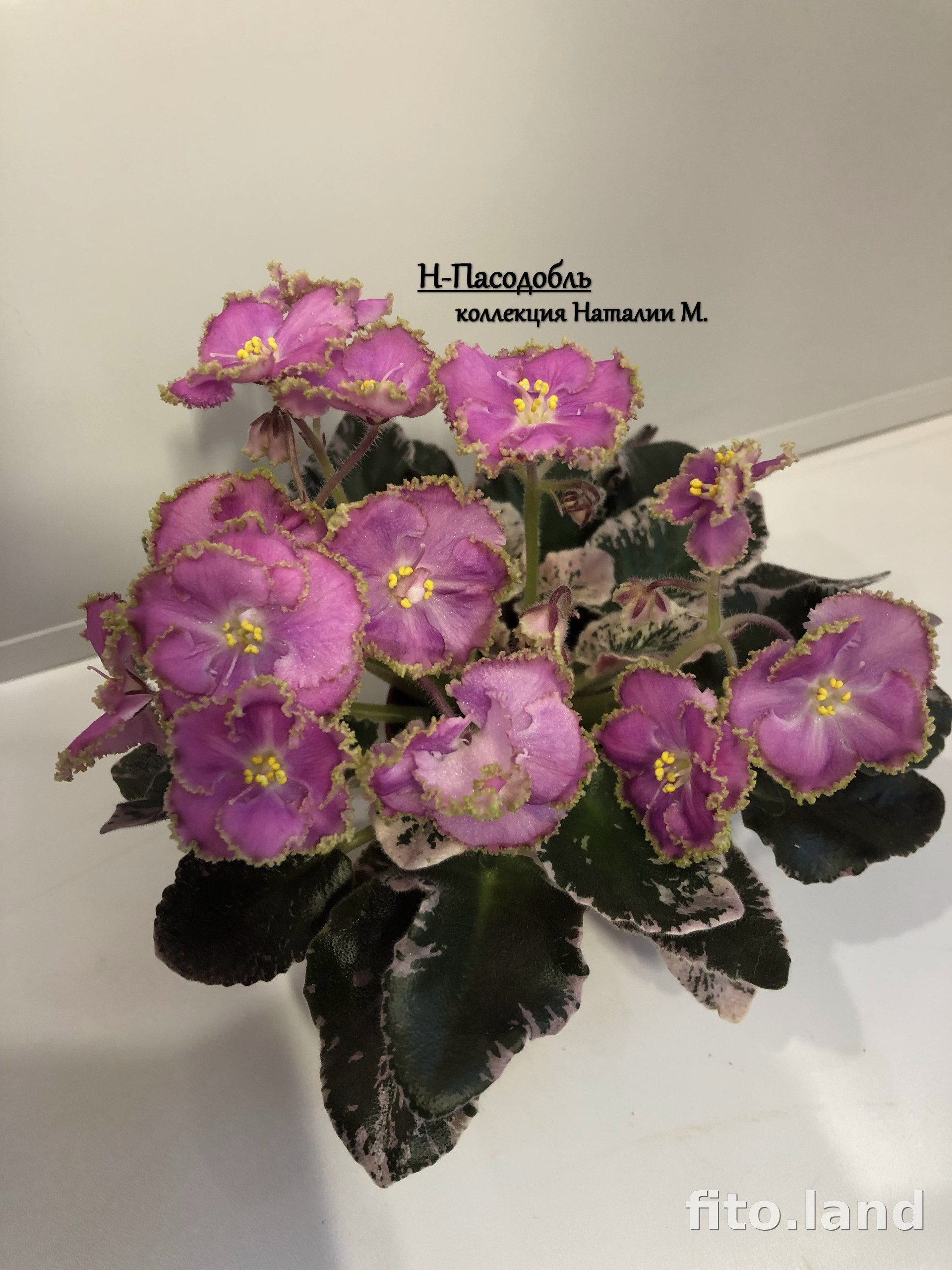 Фиалка Н-Пасодобль, фото