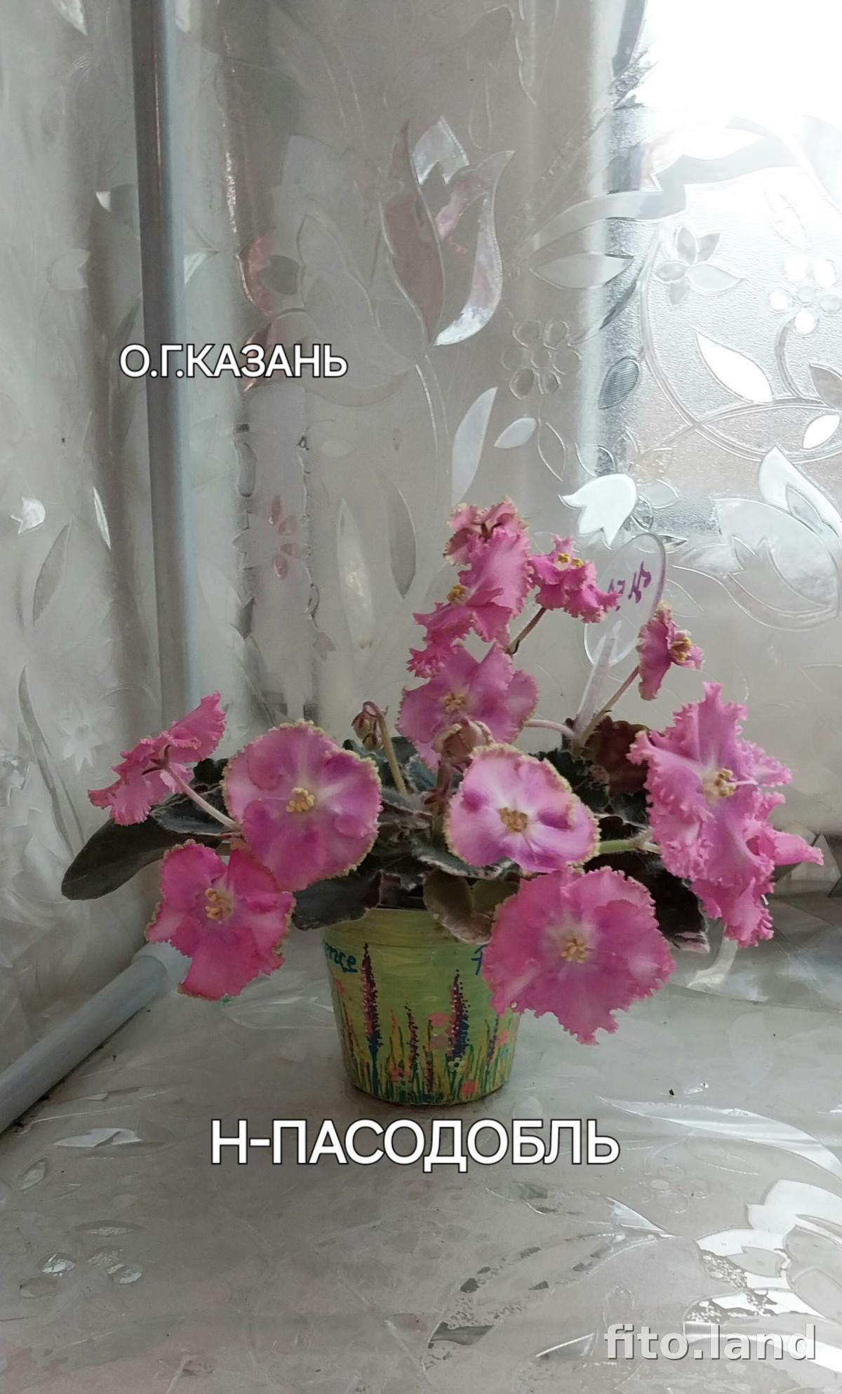 Фиалка Н-Пасодобль, фото