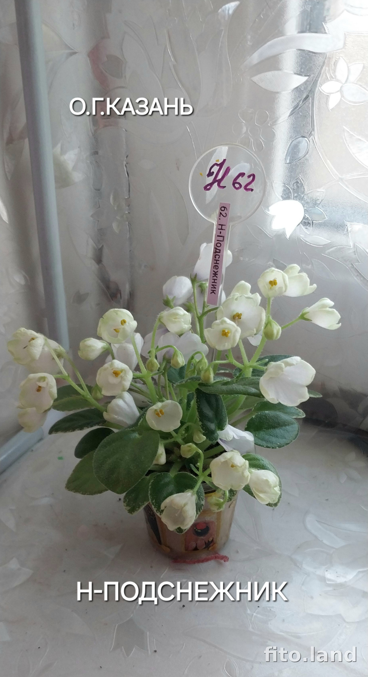 Фиалка Н-Подснежник, фото