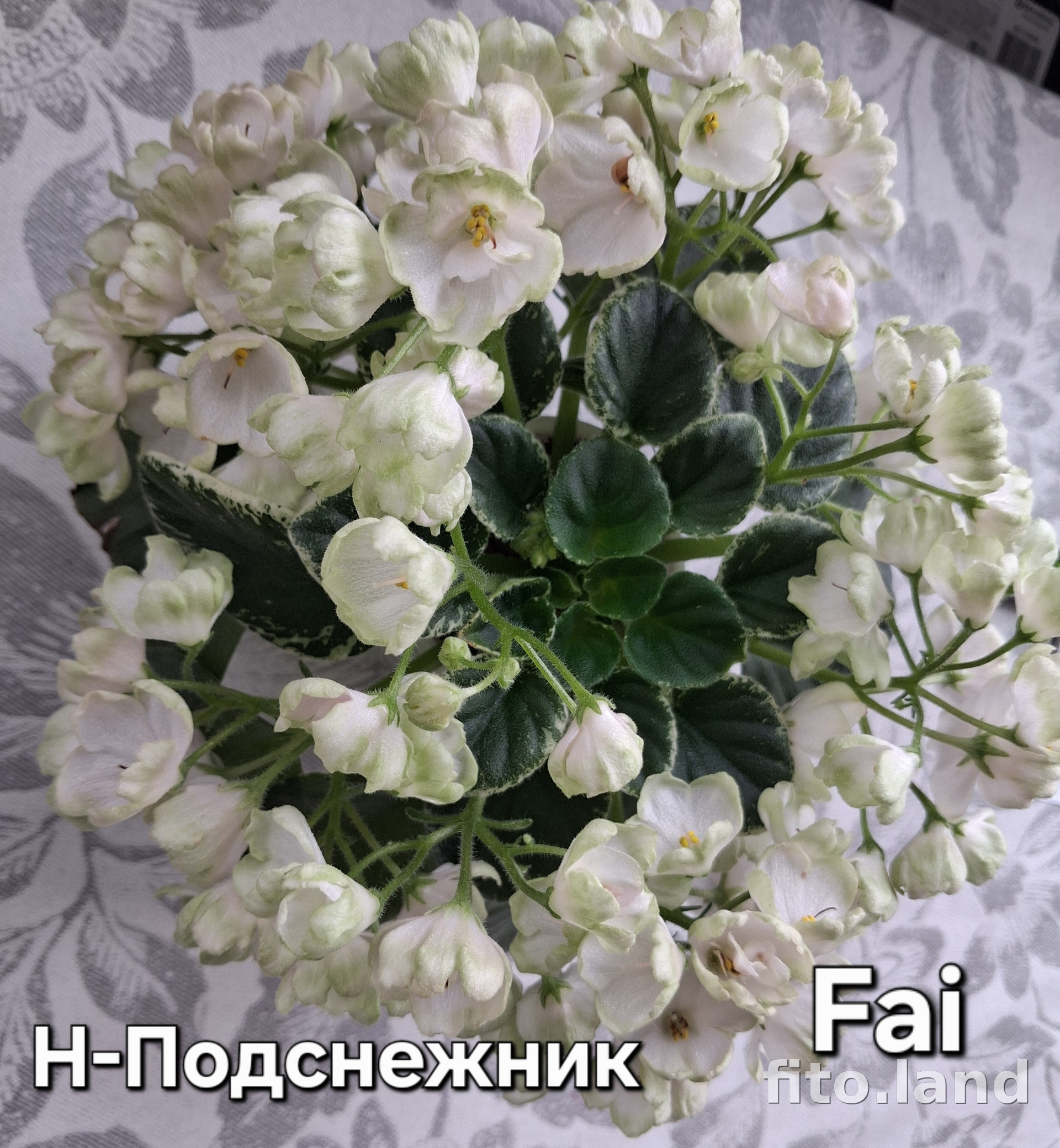 Фиалка Н-Подснежник, фото