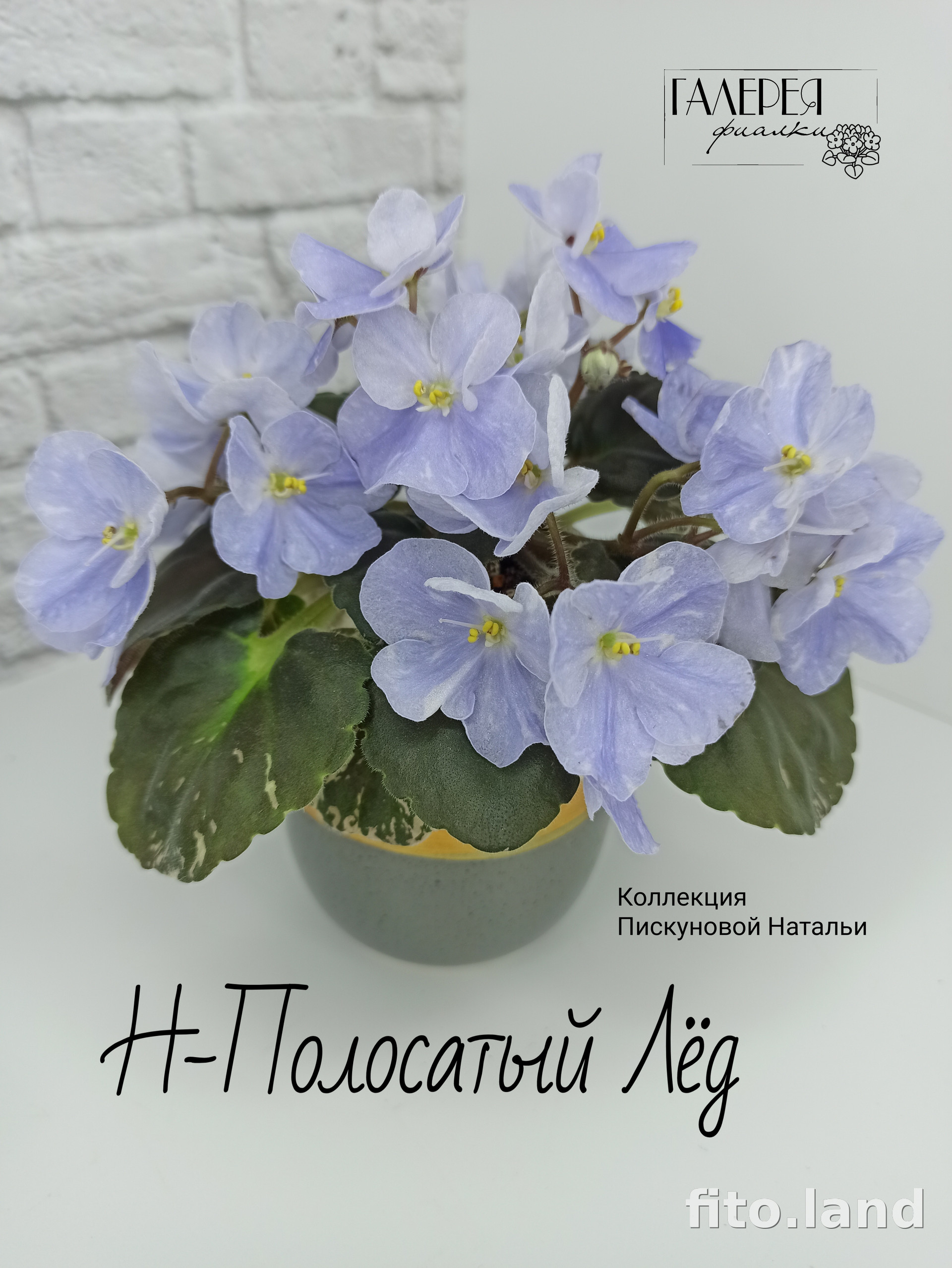Фиалка Н-Полосатый Лёд, фото