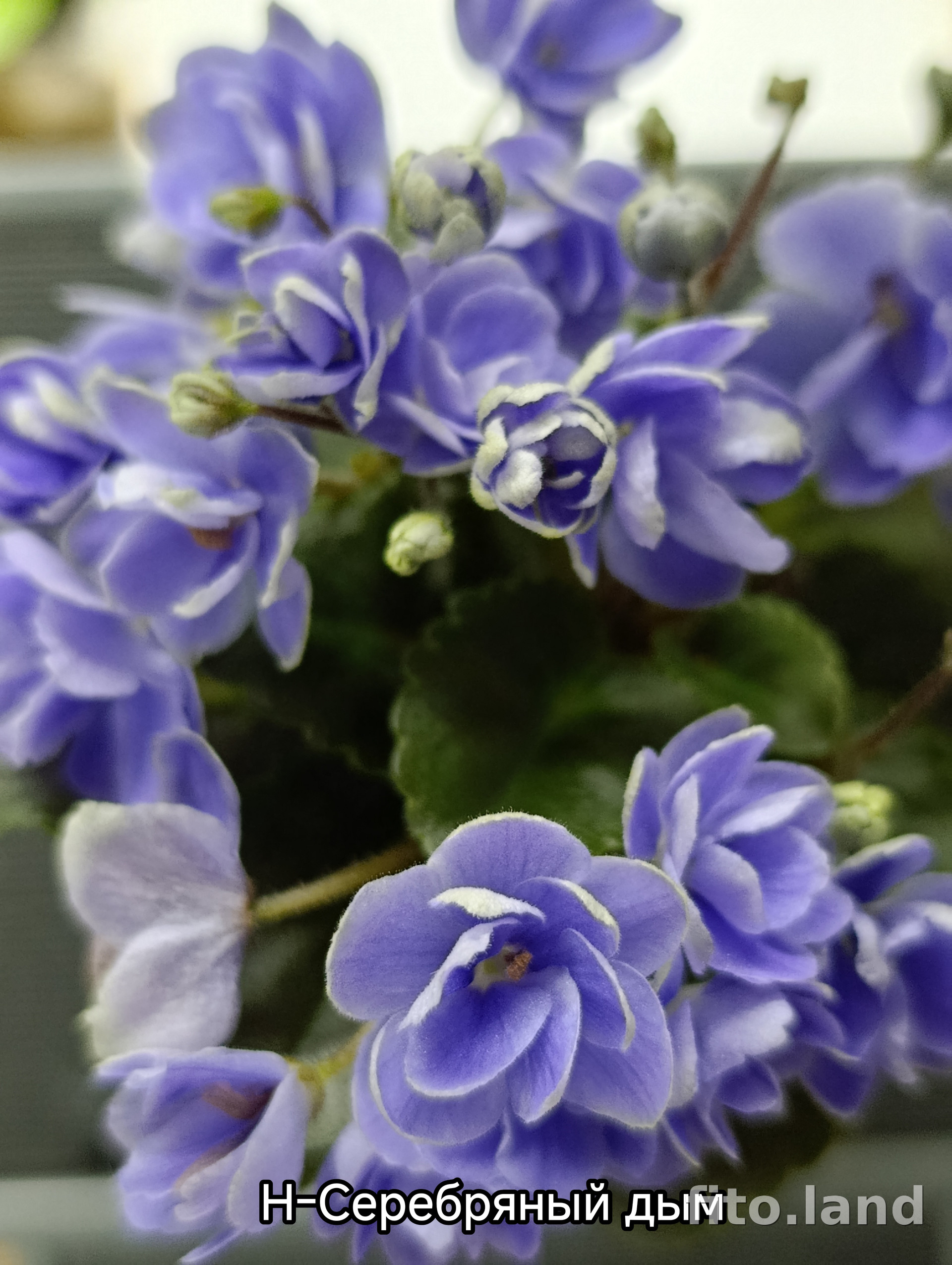 Фиалка Н-Серебряный Дым, фото