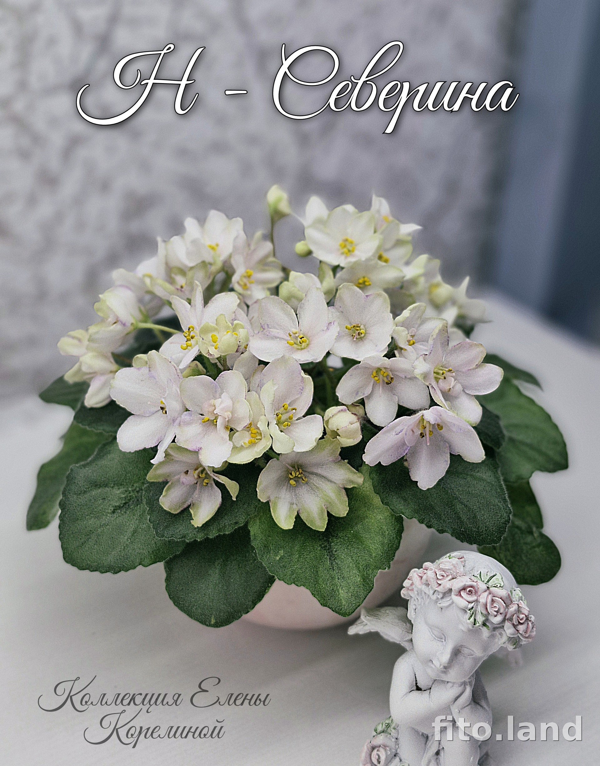 Фиалка Н-Северина, фото