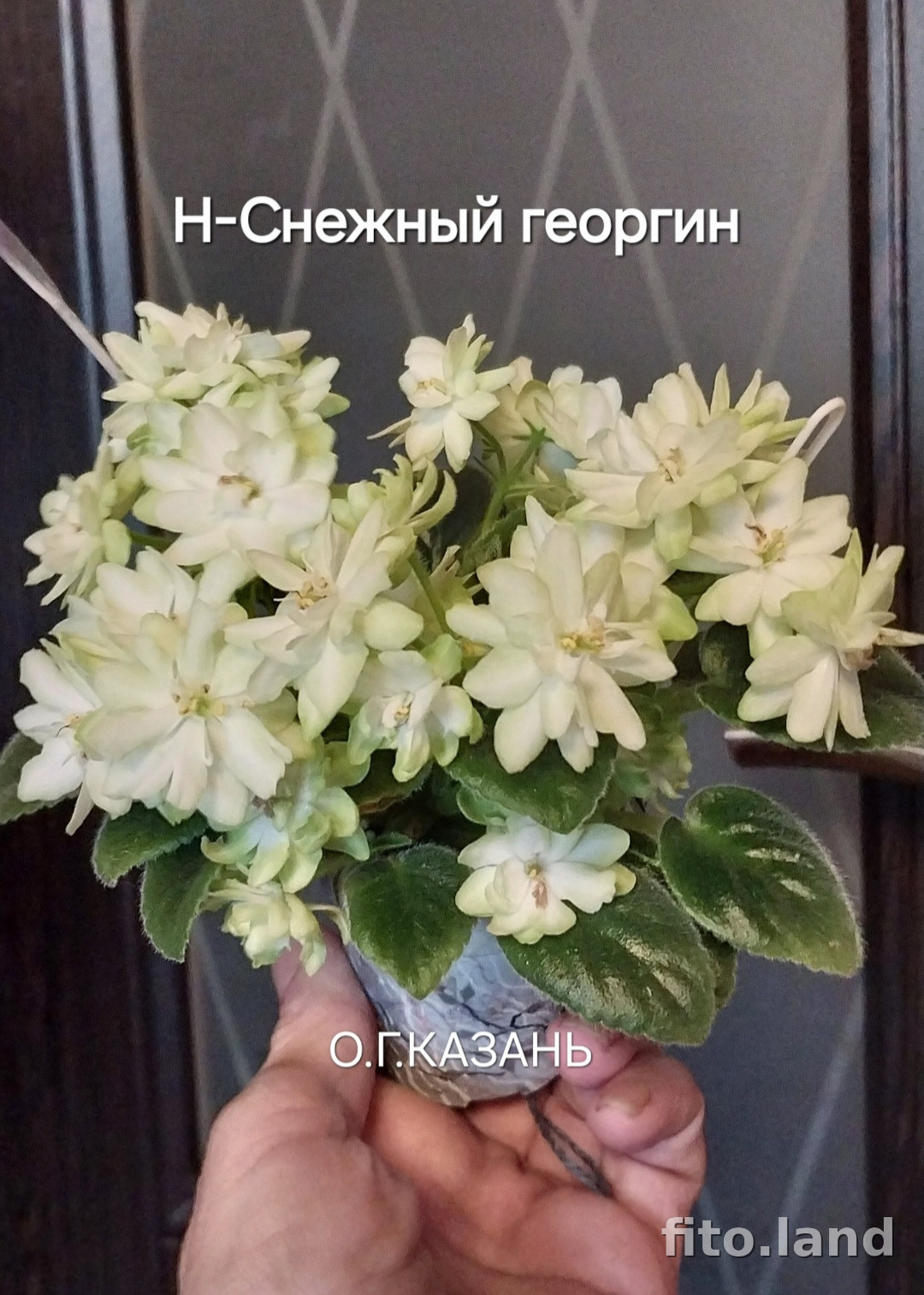 Фиалка Н-Снежный Георгин, фото