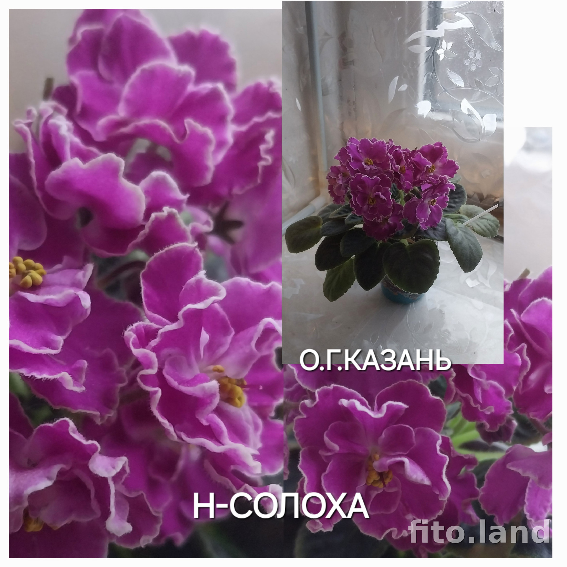 Фиалка Н-Солоха, фото