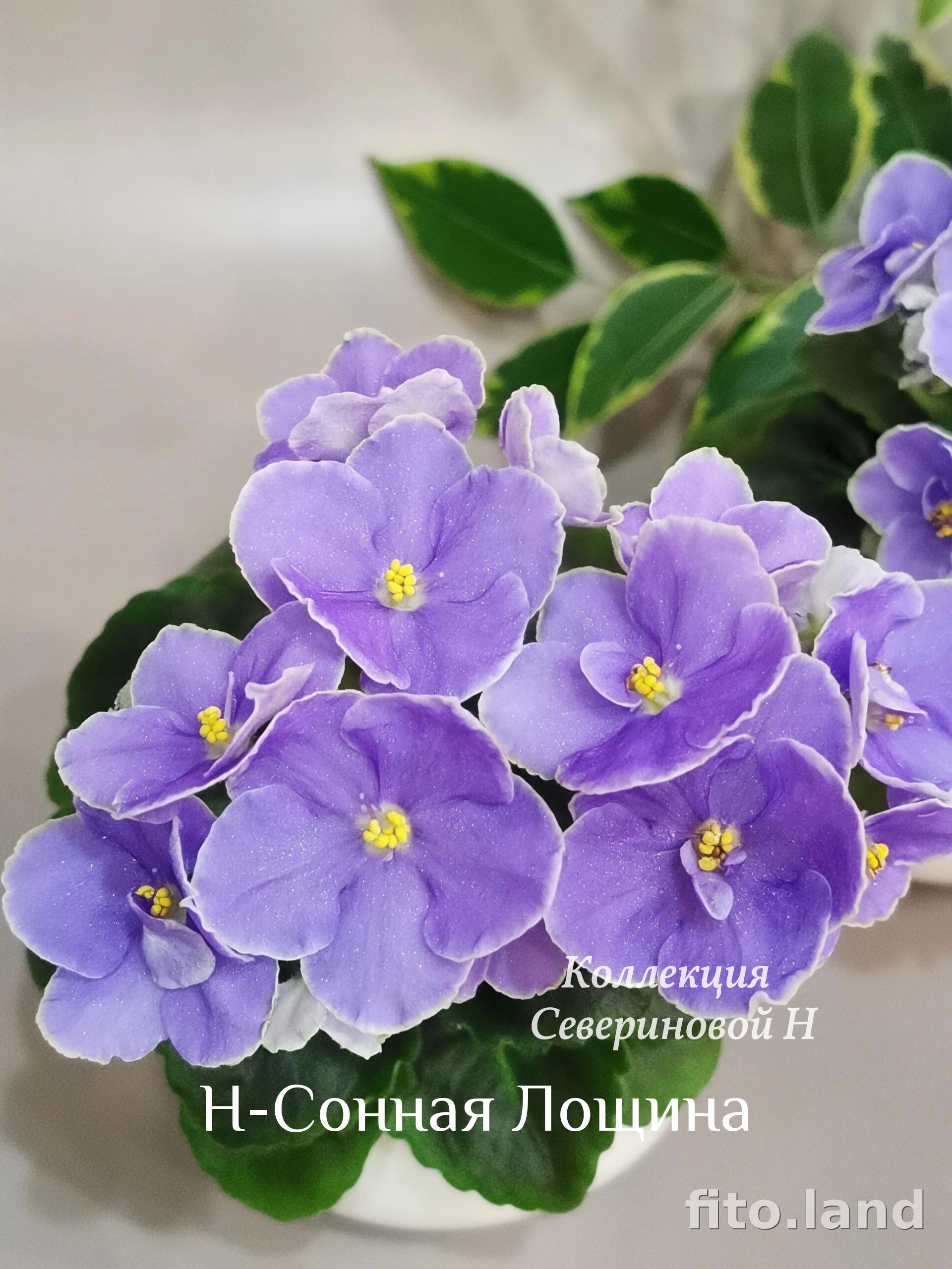 Фиалка Н-Сонная Лощина, фото