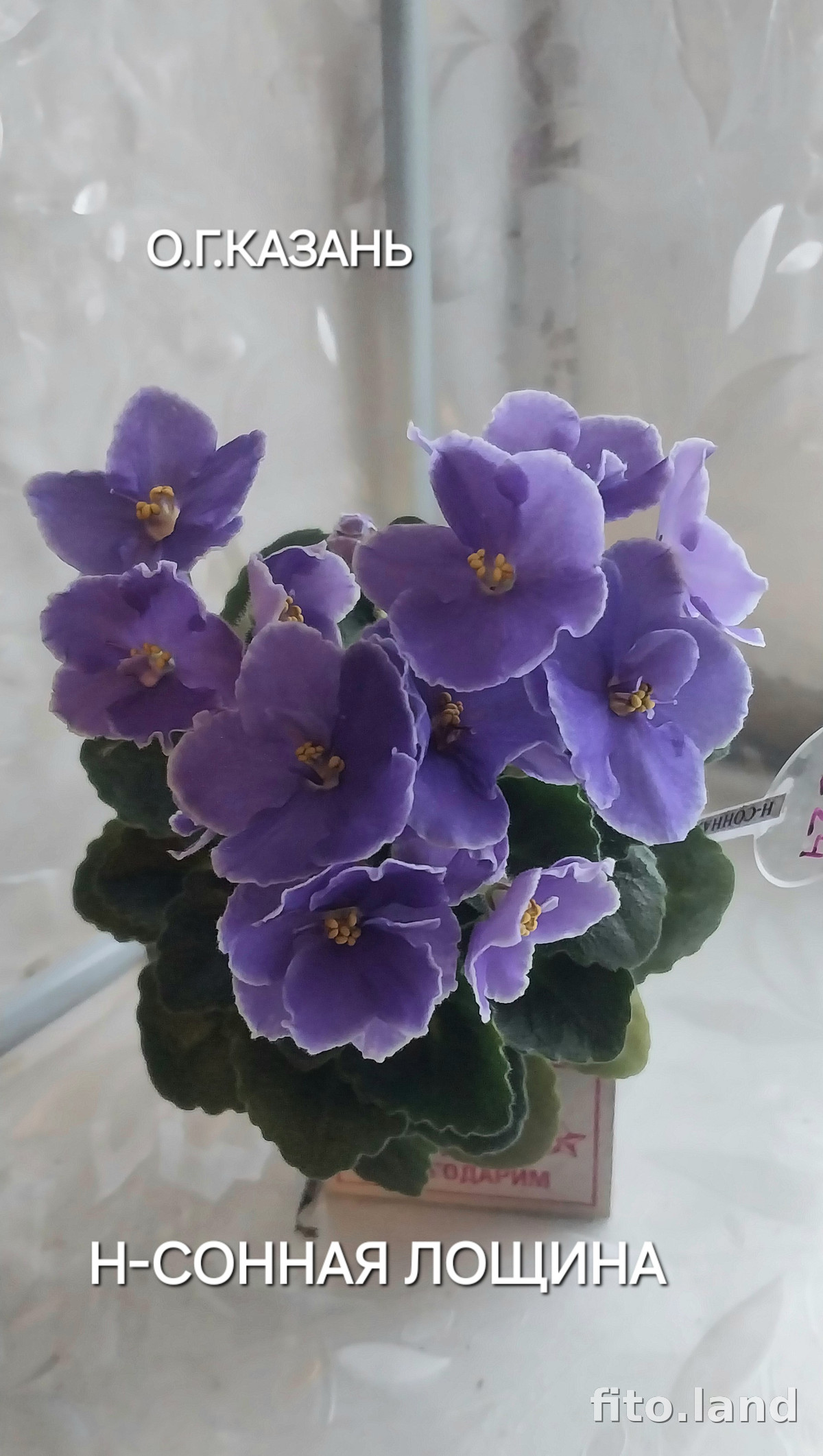 Фиалка Н-Сонная Лощина, фото