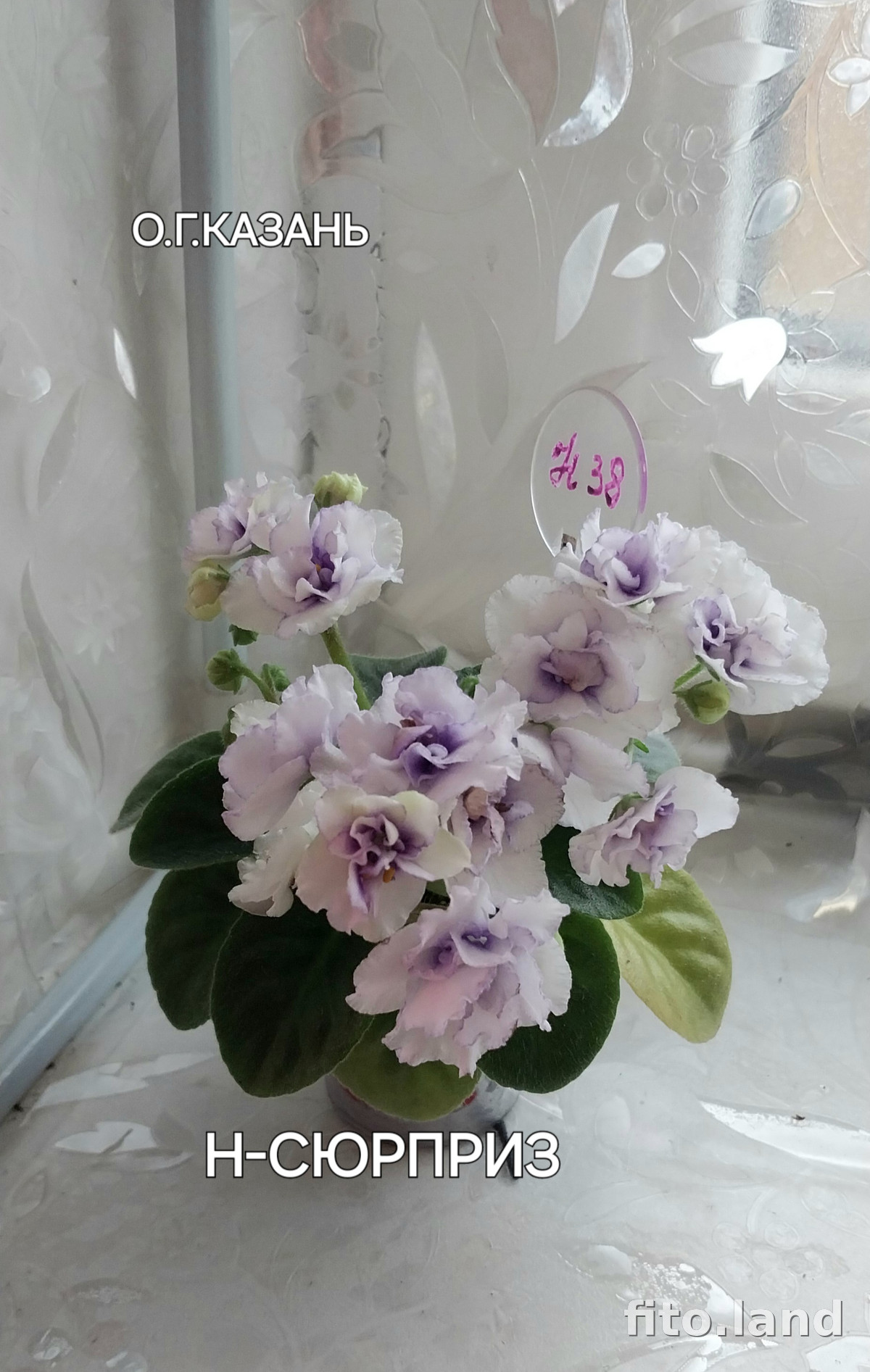 Фиалка Н-Сюрприз, фото