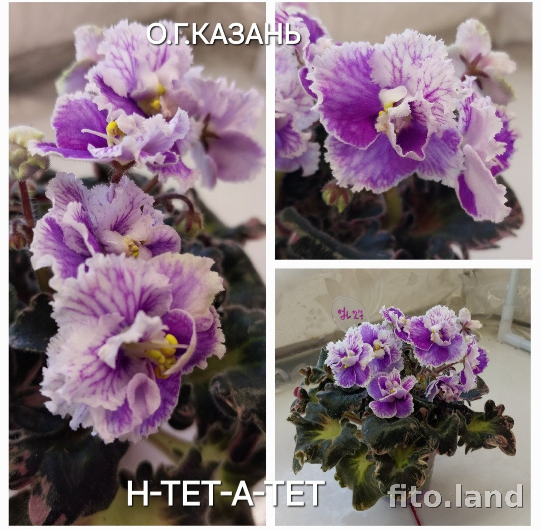 Фиалка Н-Тет-а-Тет, фото