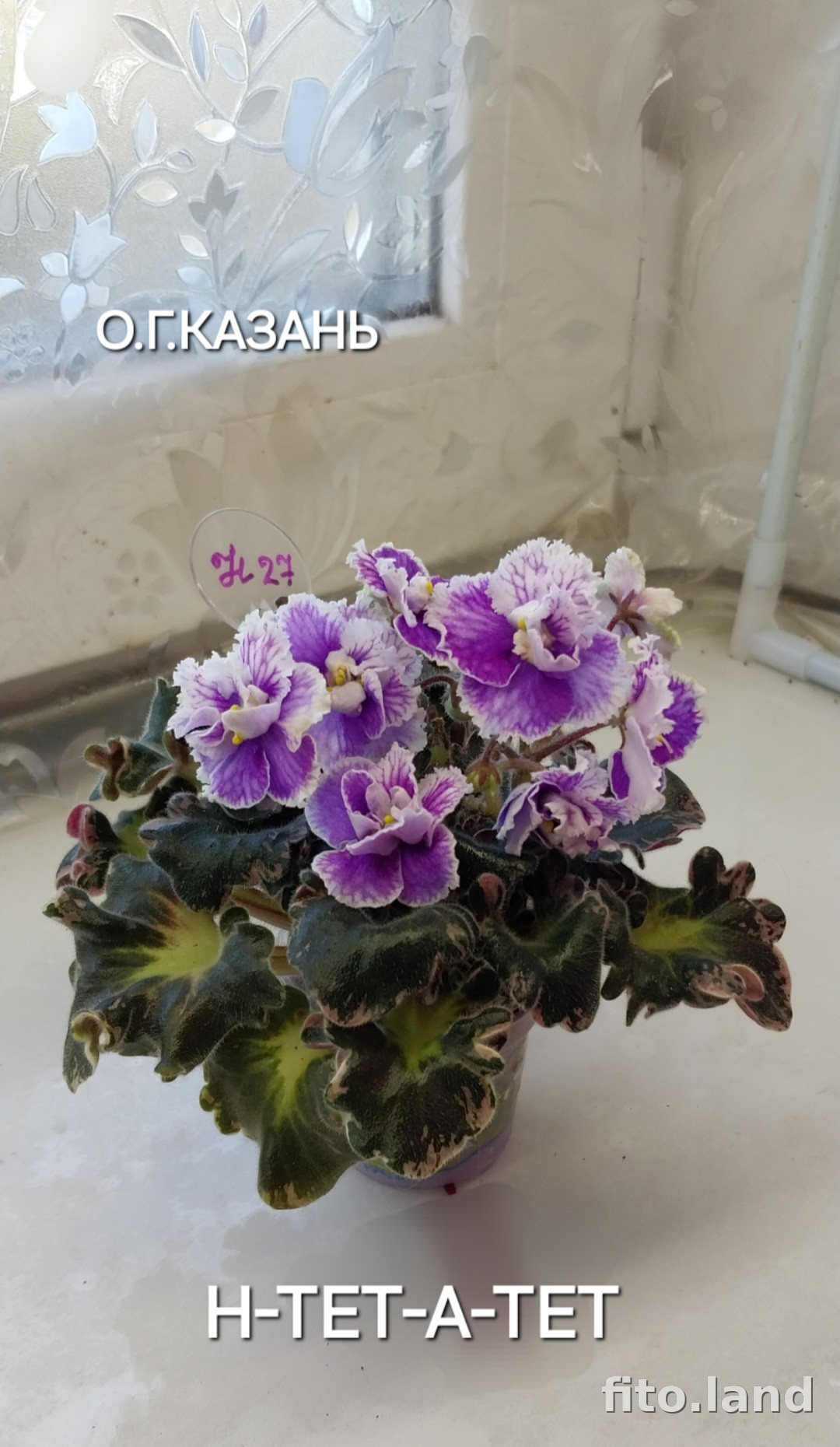 Фиалка Н-Тет-а-Тет, фото
