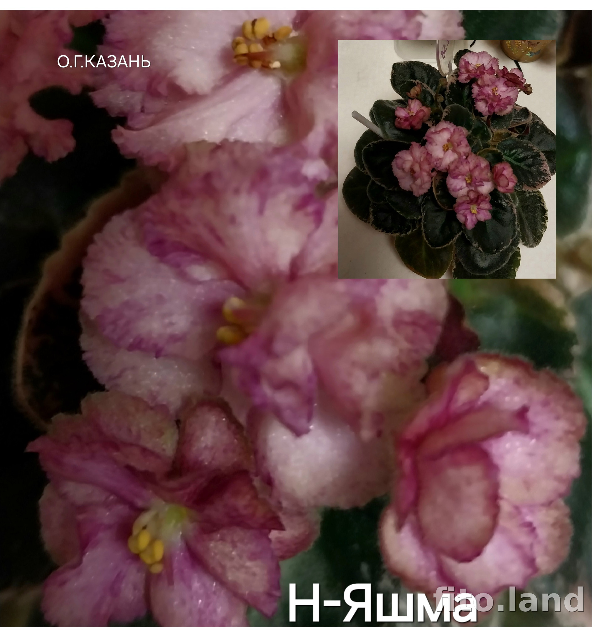 Фиалка Н-Яшма, фото
