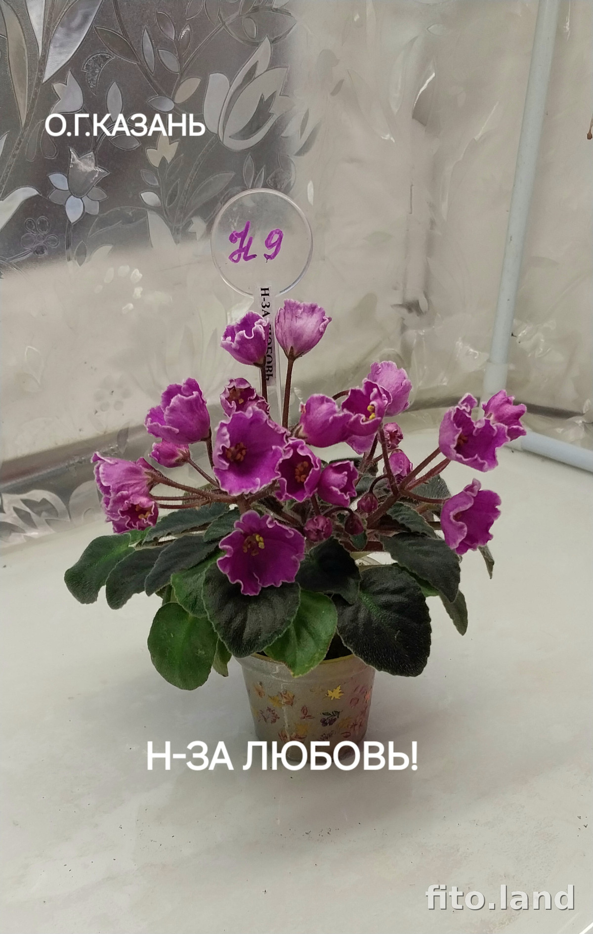 Фиалка Н-За Любовь, фото