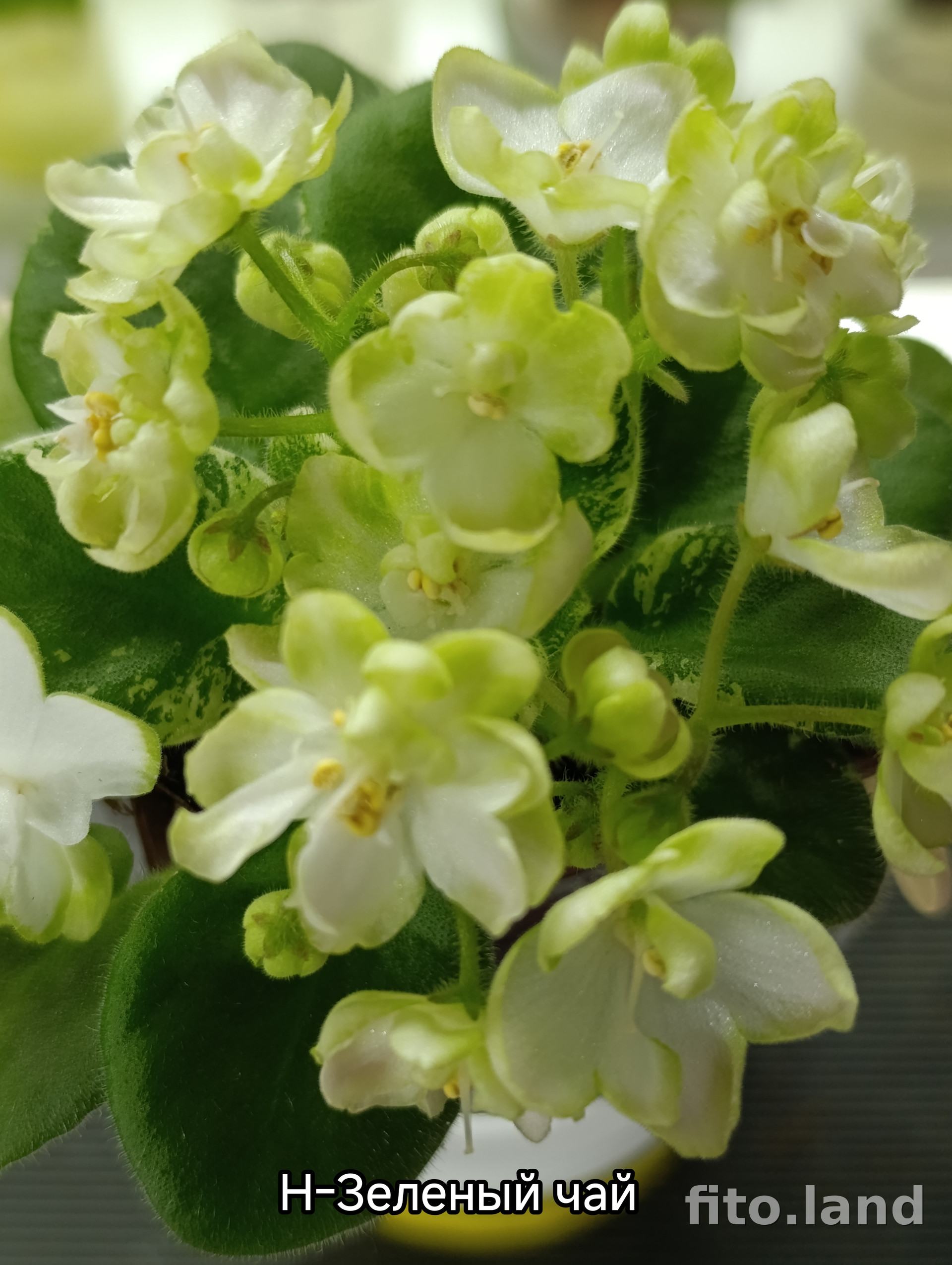 Фиалка Н-Зеленый Чай, фото