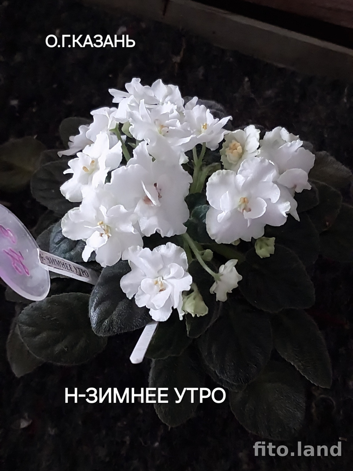 Фиалка Н-Зимнее Утро, фото