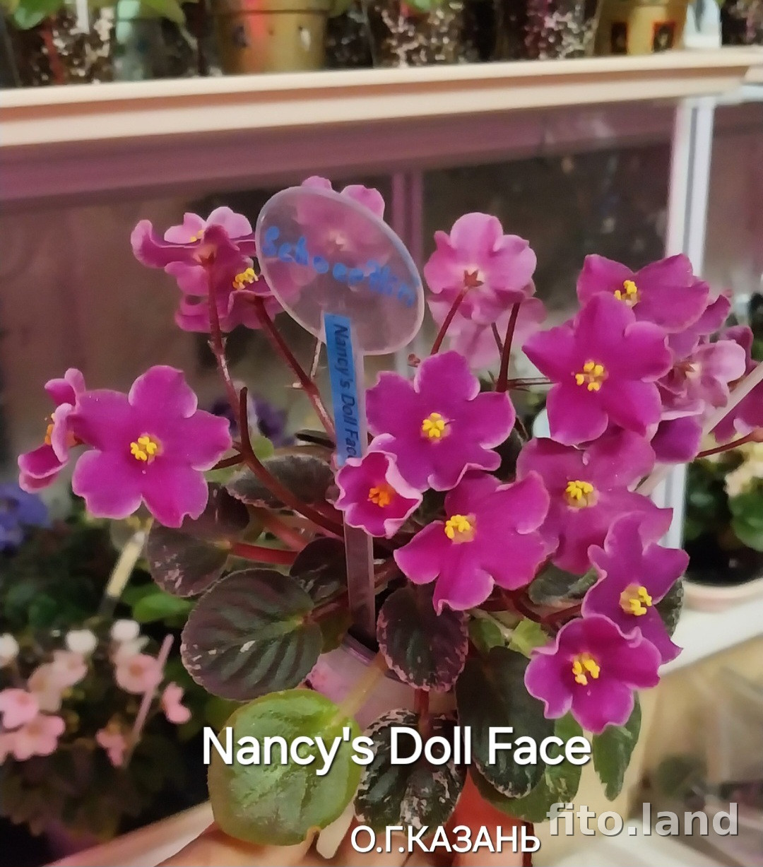 Фиалка Nancy's Doll Face, фото