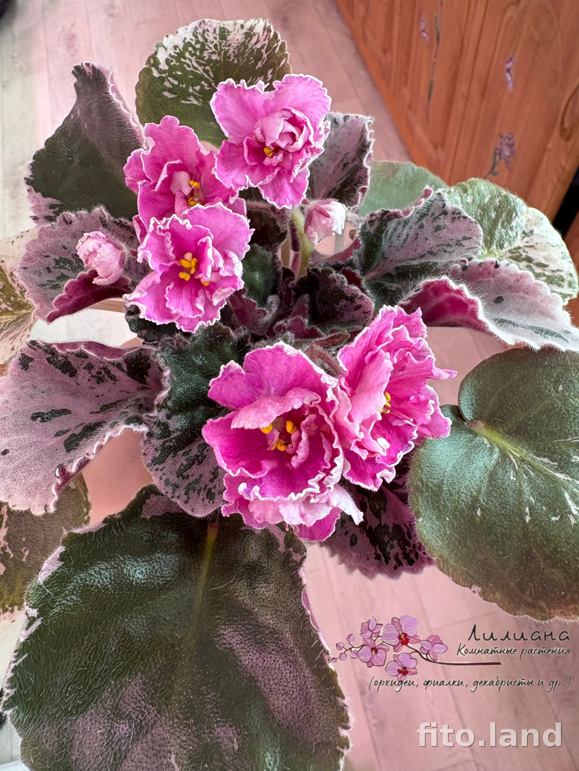 Фиалка НД-Англичанка, фото