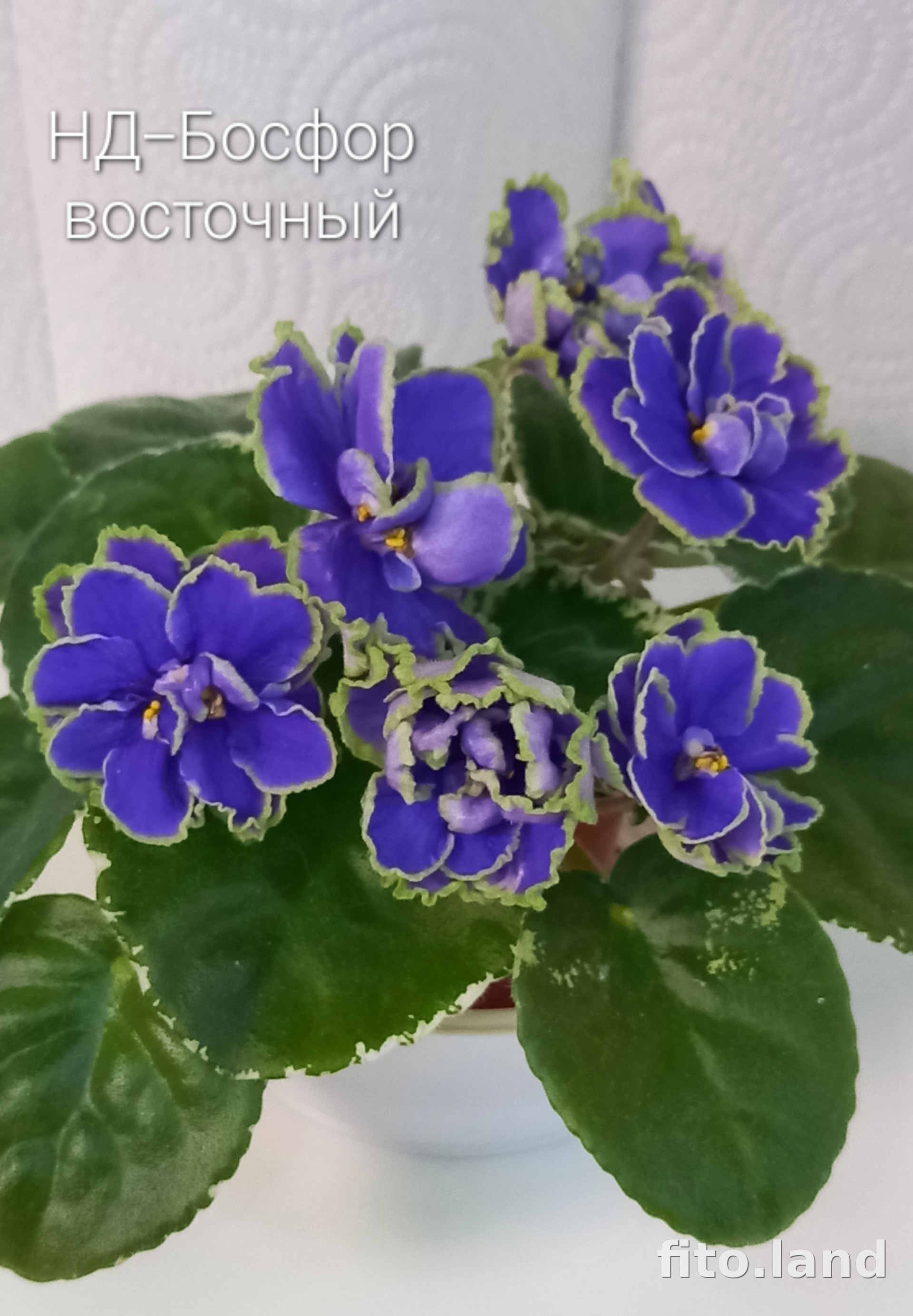 Violet НД-Босфор Восточный, photo