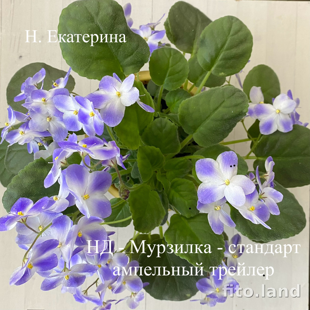 Violet НД-Мурзилка, photo