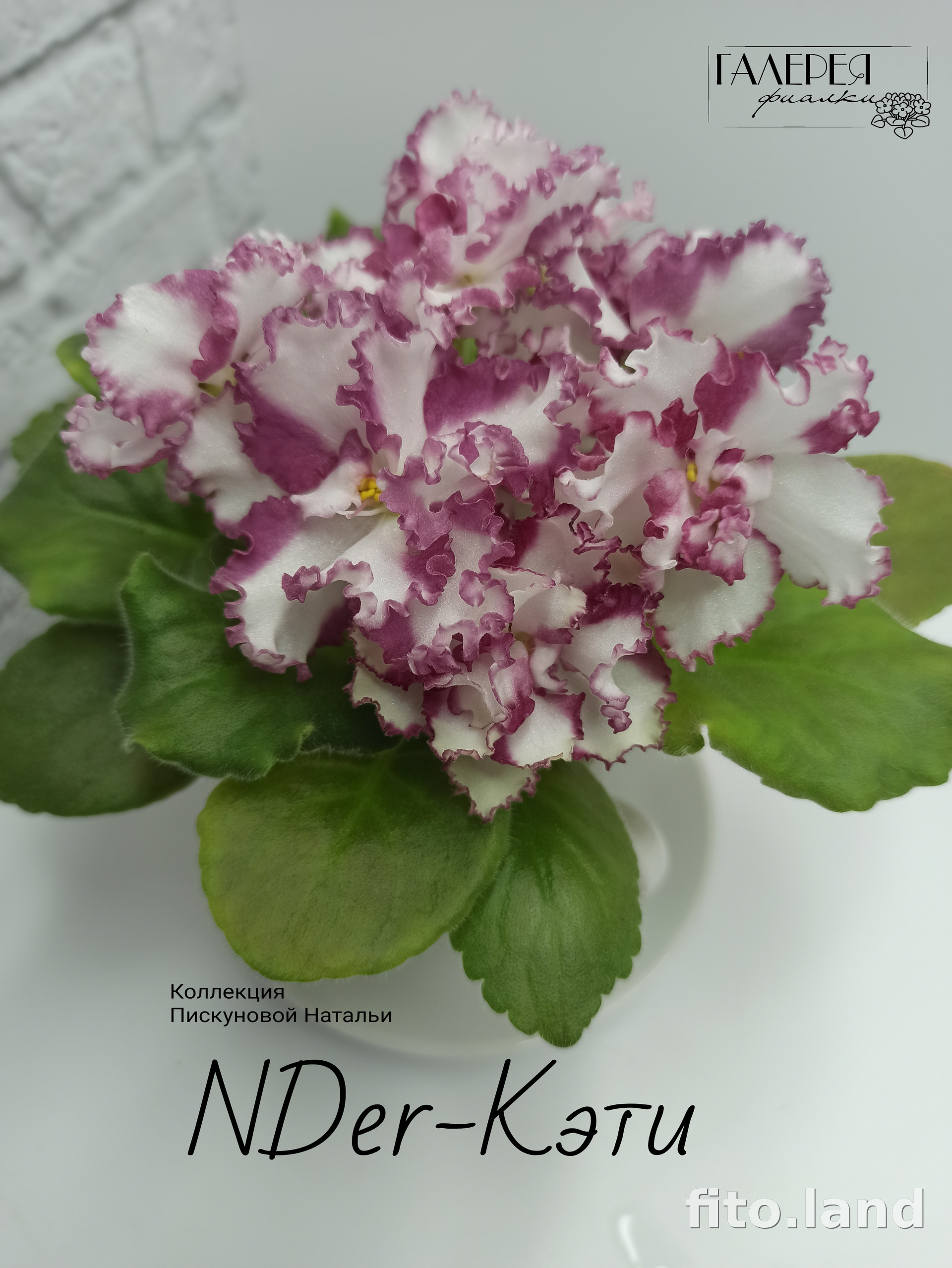 Фиалка NDer-Кэти, фото