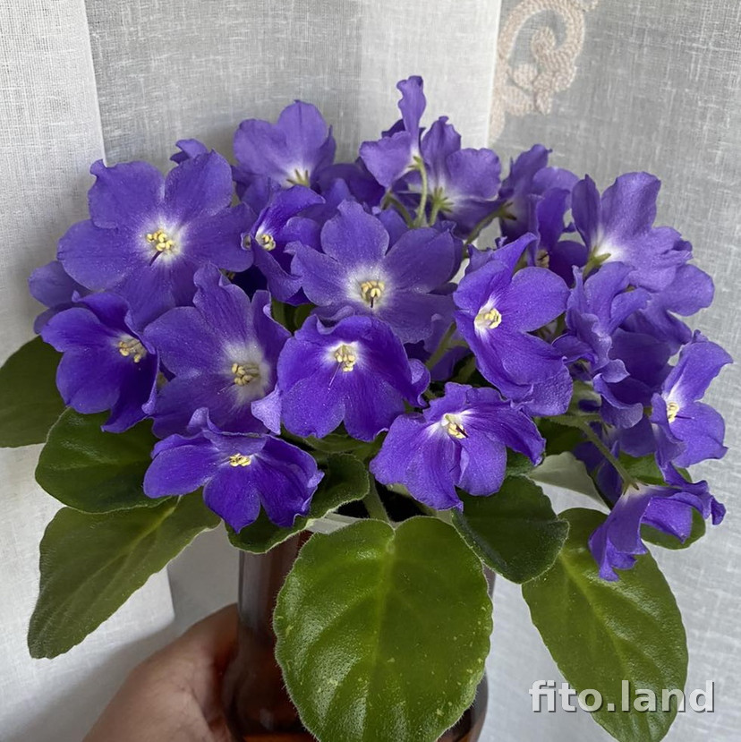 Фиалка Ness' Blueberry Kiss, фото