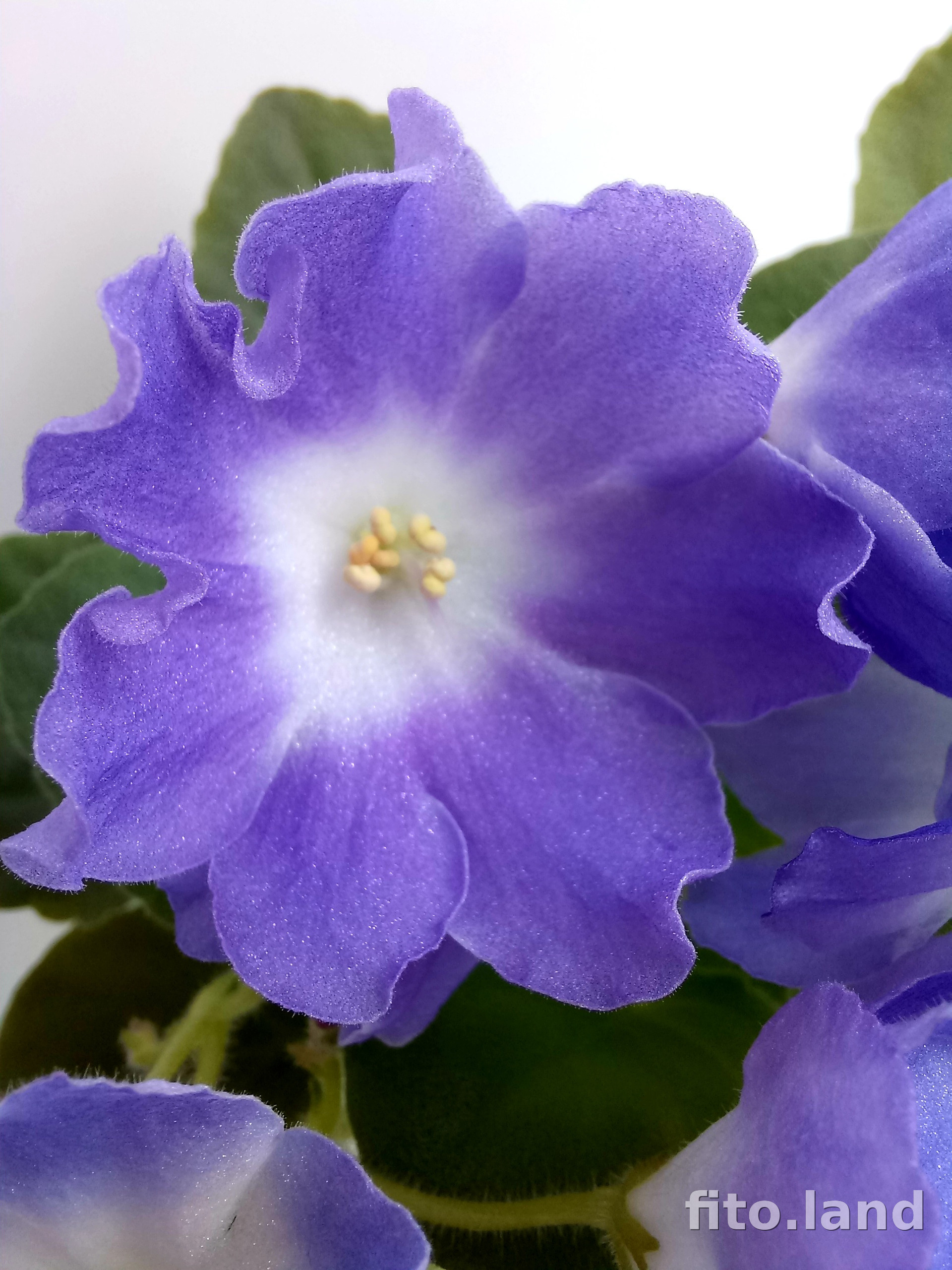 Фиалка Ness' Blueberry Kiss, фото