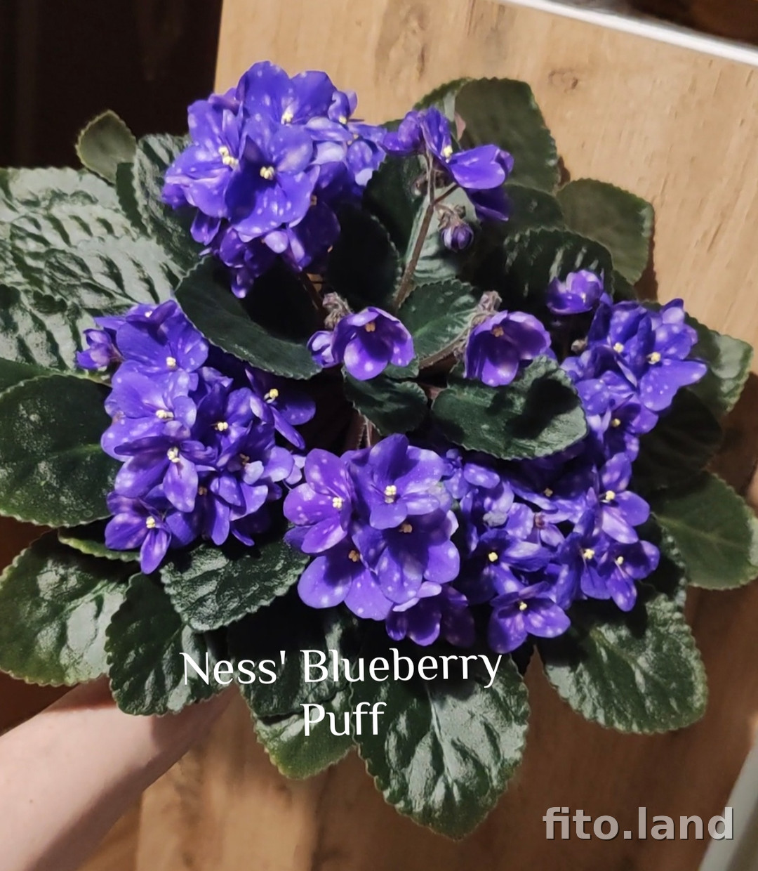 Фиалка Ness' Blueberry Puff, фото