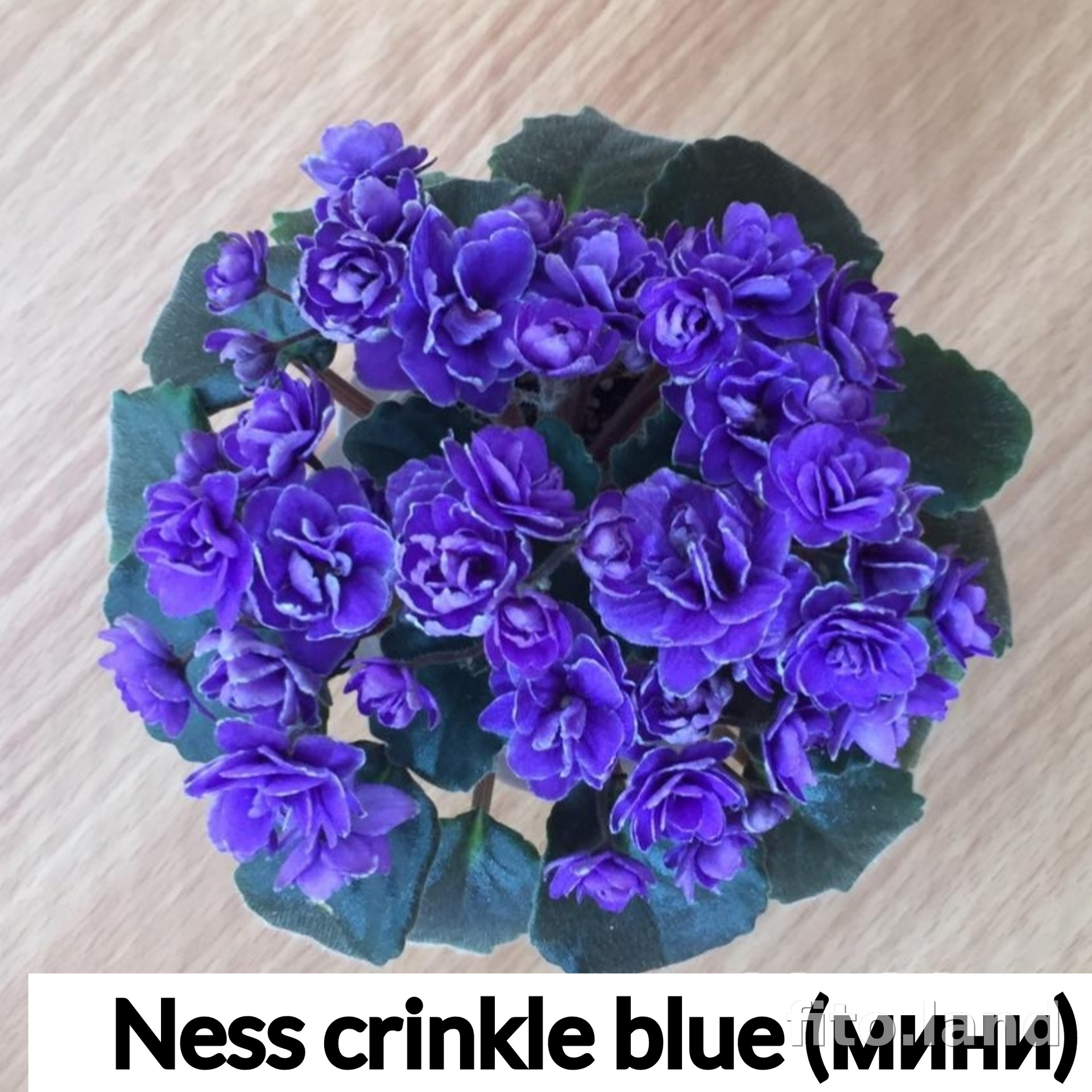 Фиалка Ness' Crinkle Blue, фото