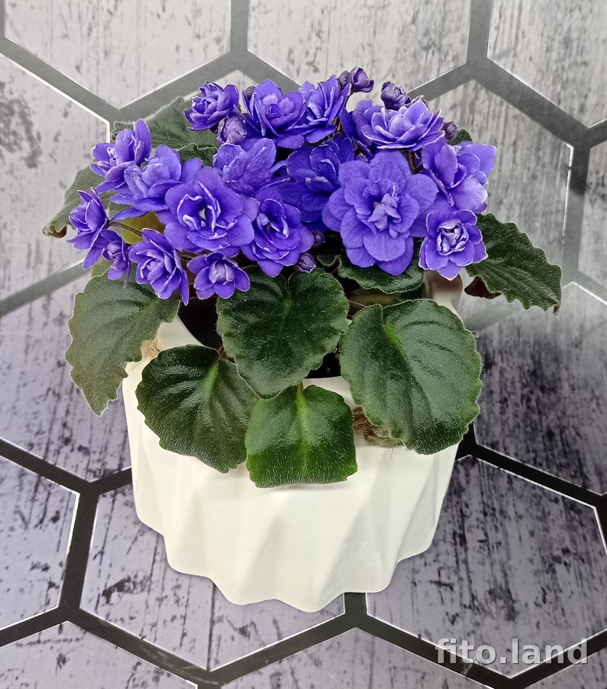 Фиалка Ness' Crinkle Blue, фото