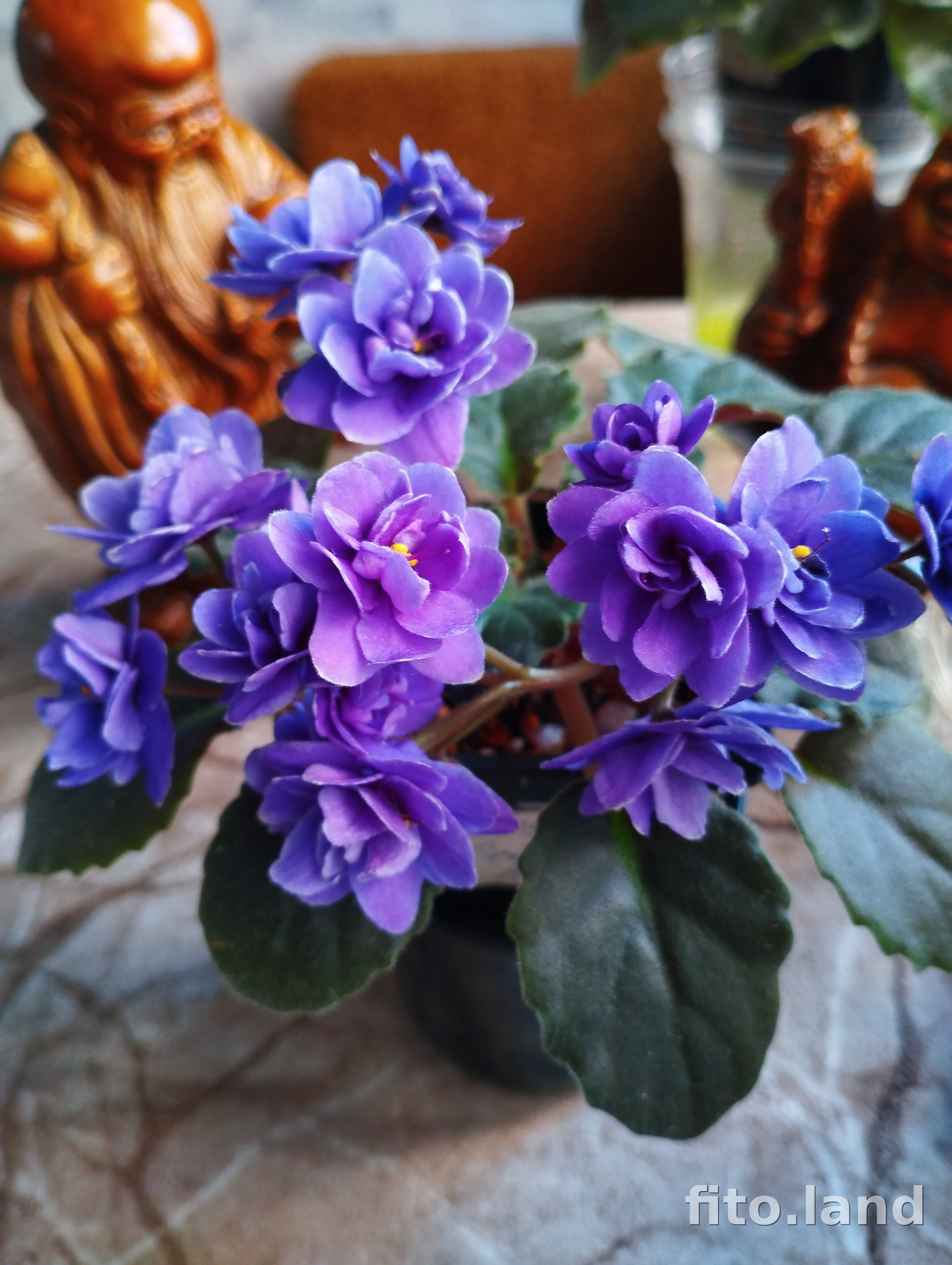 Фиалка Ness' Crinkle Blue, фото